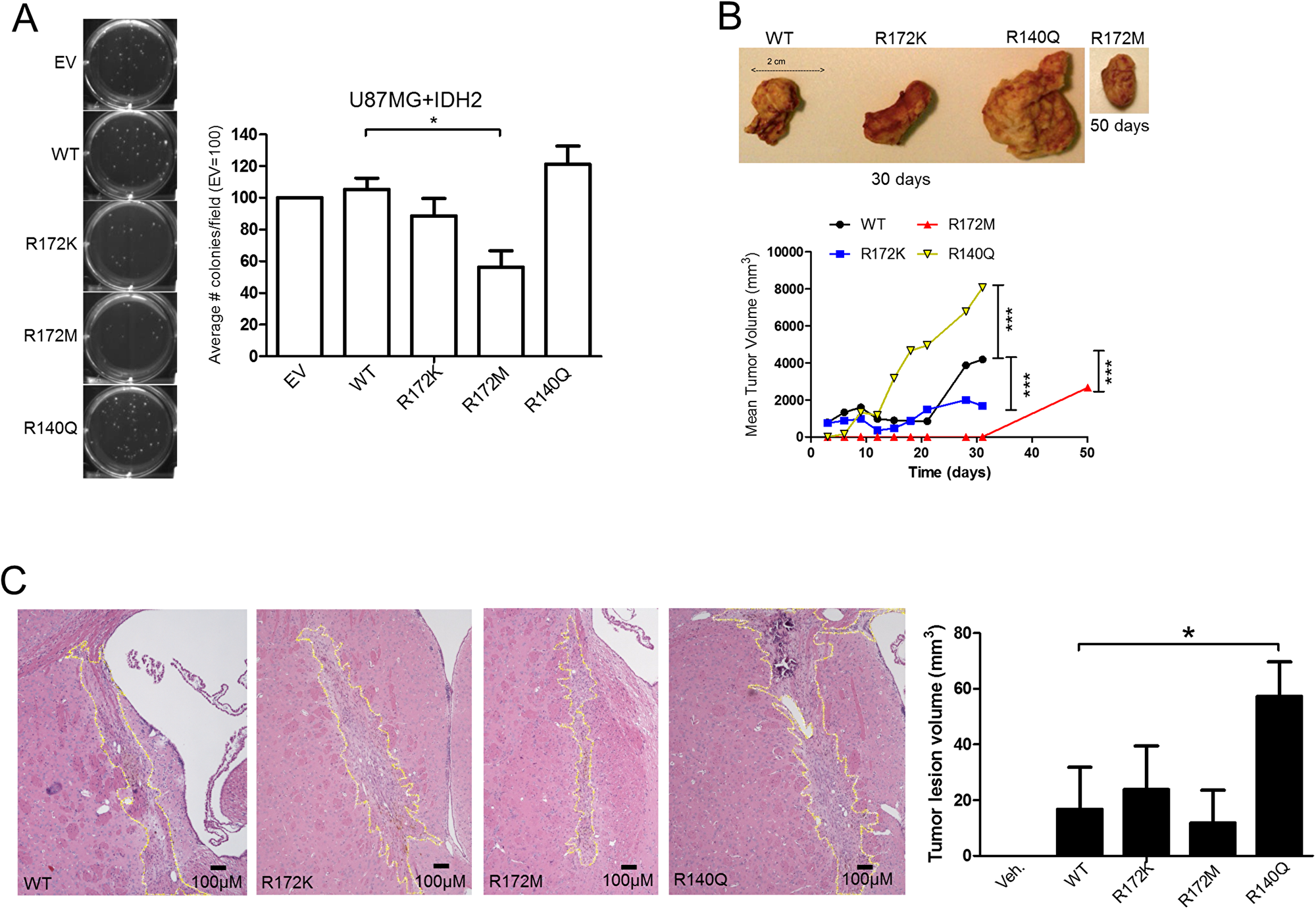 IDH2-R172M and IDH2-R140Q affect tumor growth.