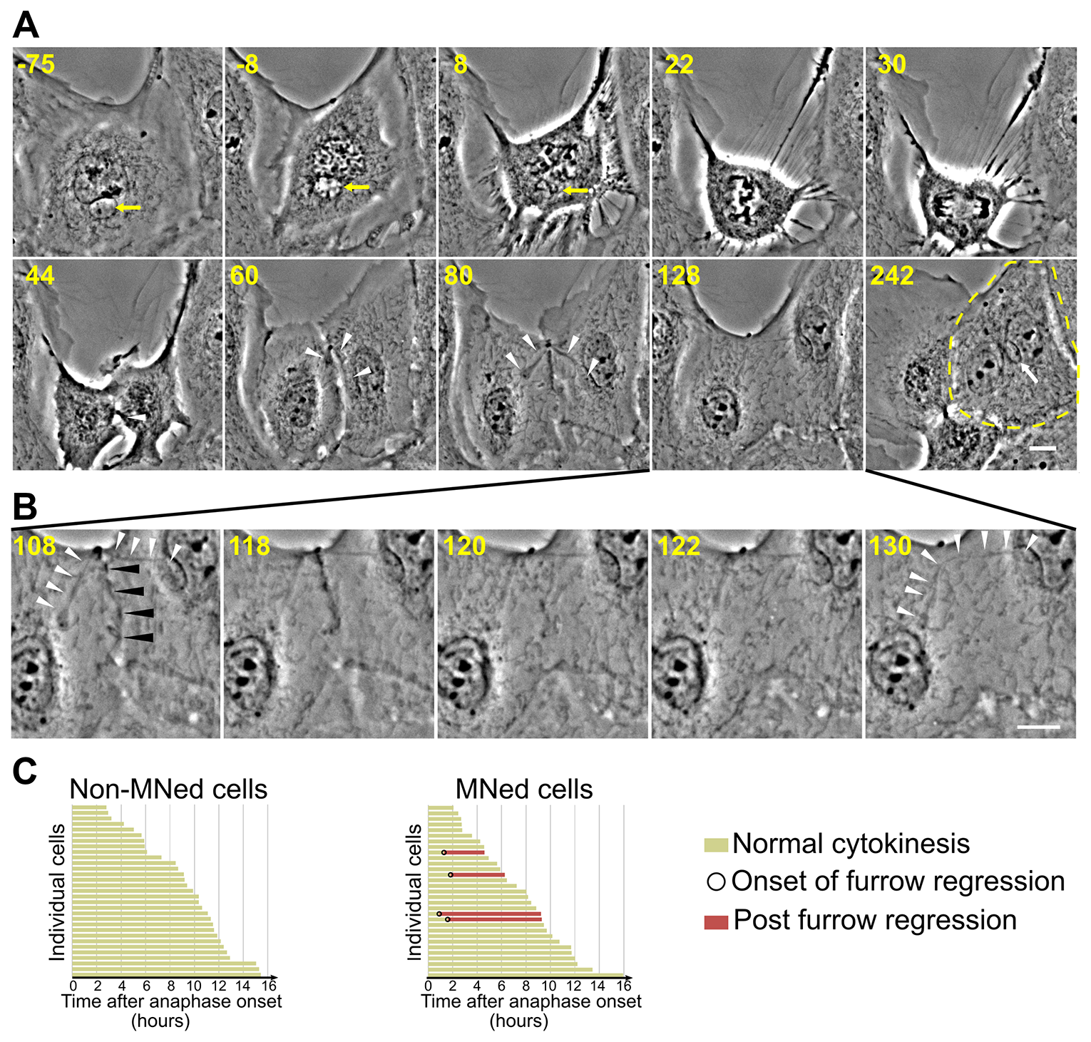 Furrow regression and tetraploidization in MNed cells.