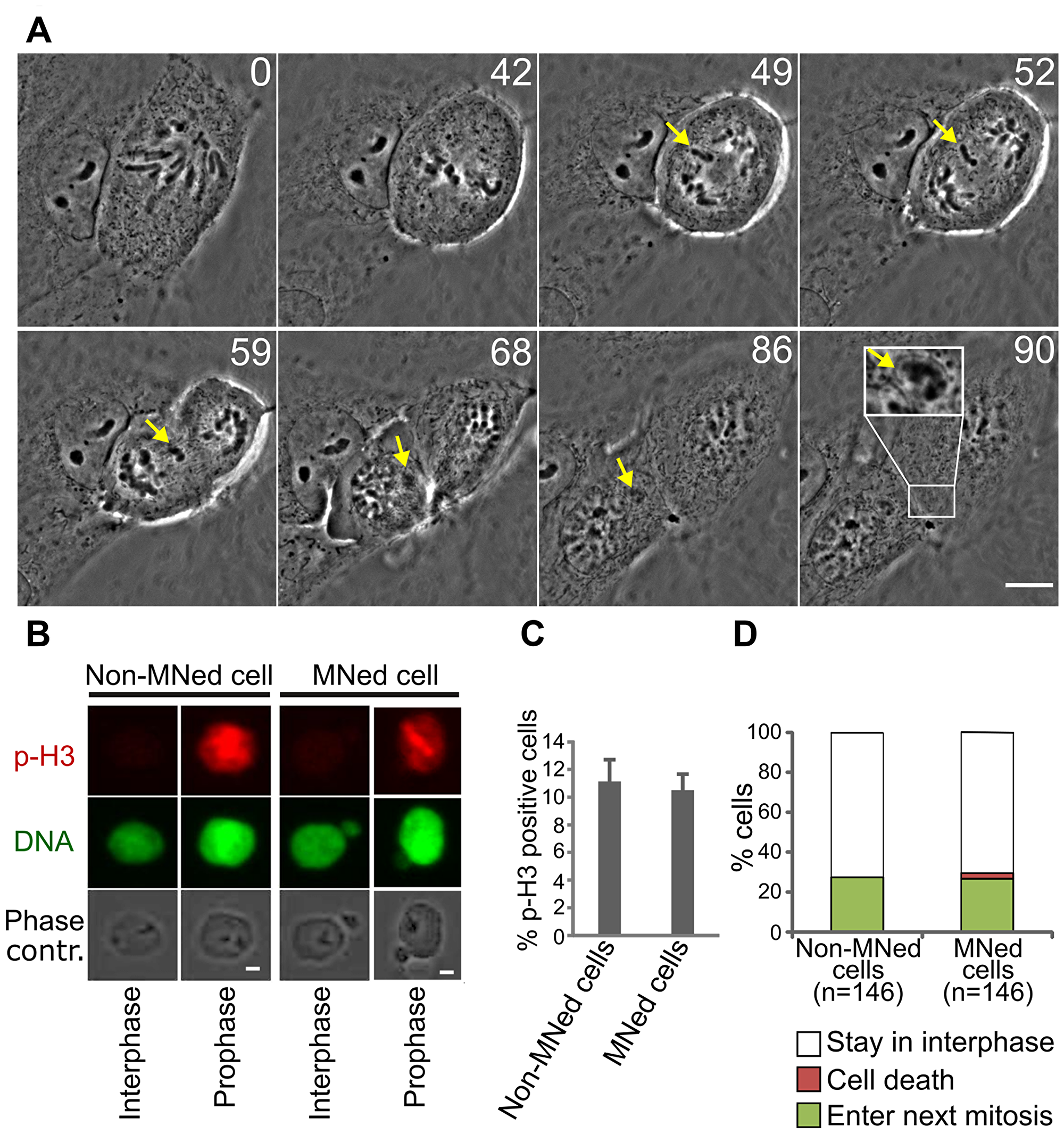 MNed PtK1 cells progress through the cell cycle.