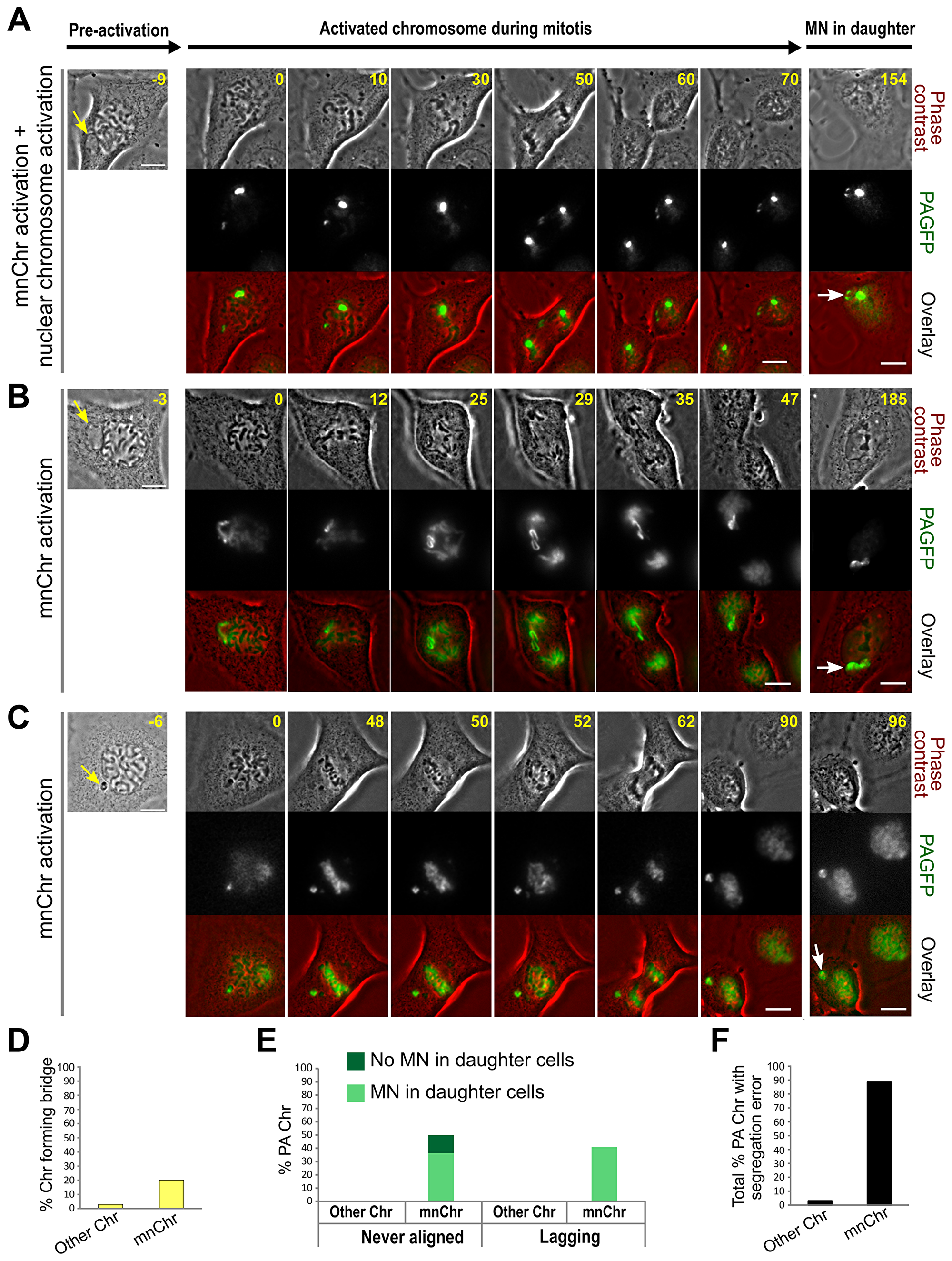 MN photoactivation shows that the mnChr is responsible for the segregation errors observed in MNed cells.