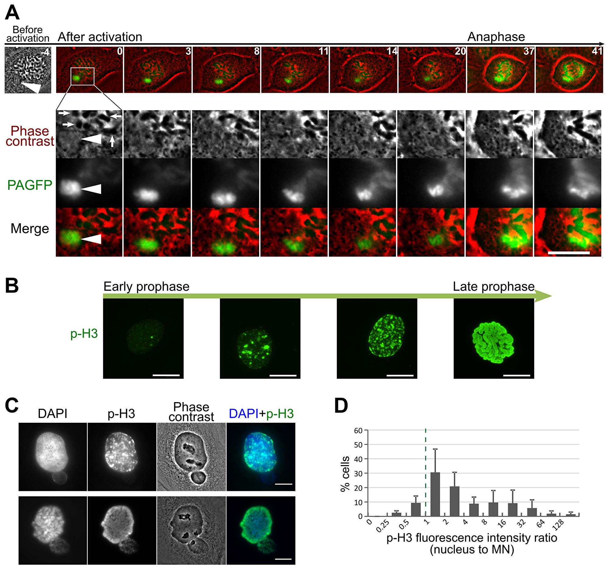 Delayed chromosome condensation of mnChrs.