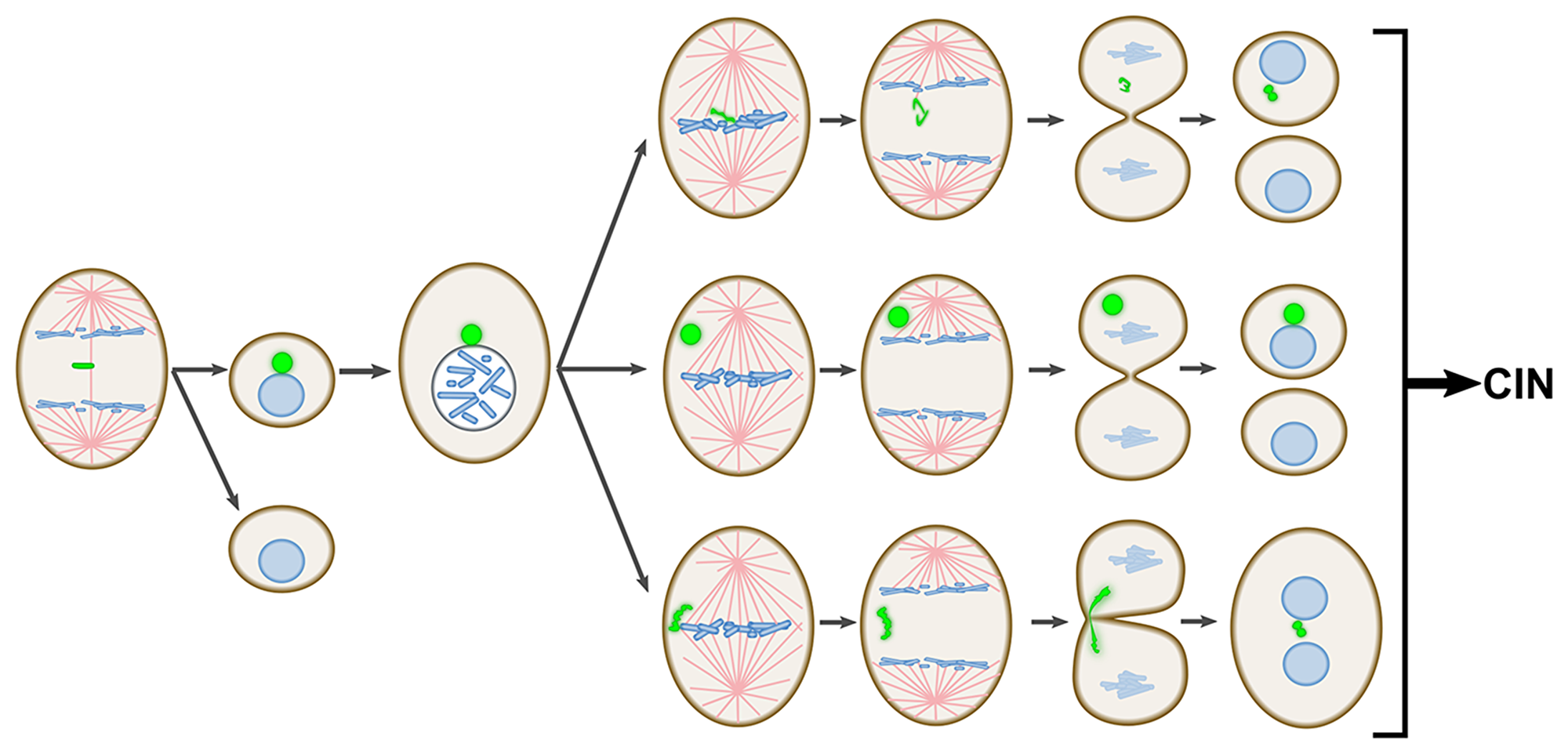 Schematic summary of the major findings of this study.