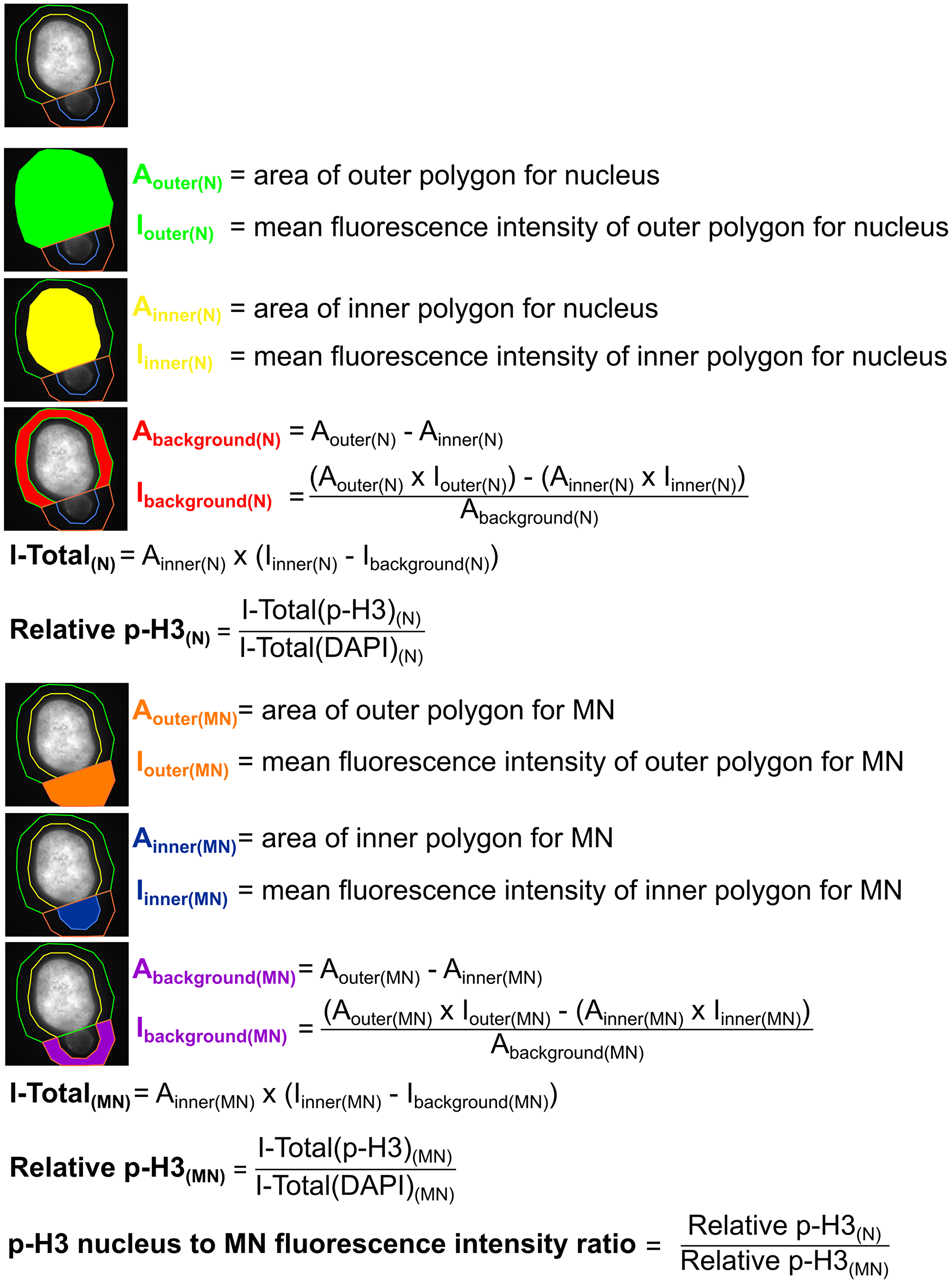 Description of the method used to quantify p-H3 fluorescence intensity for Figure 6D.