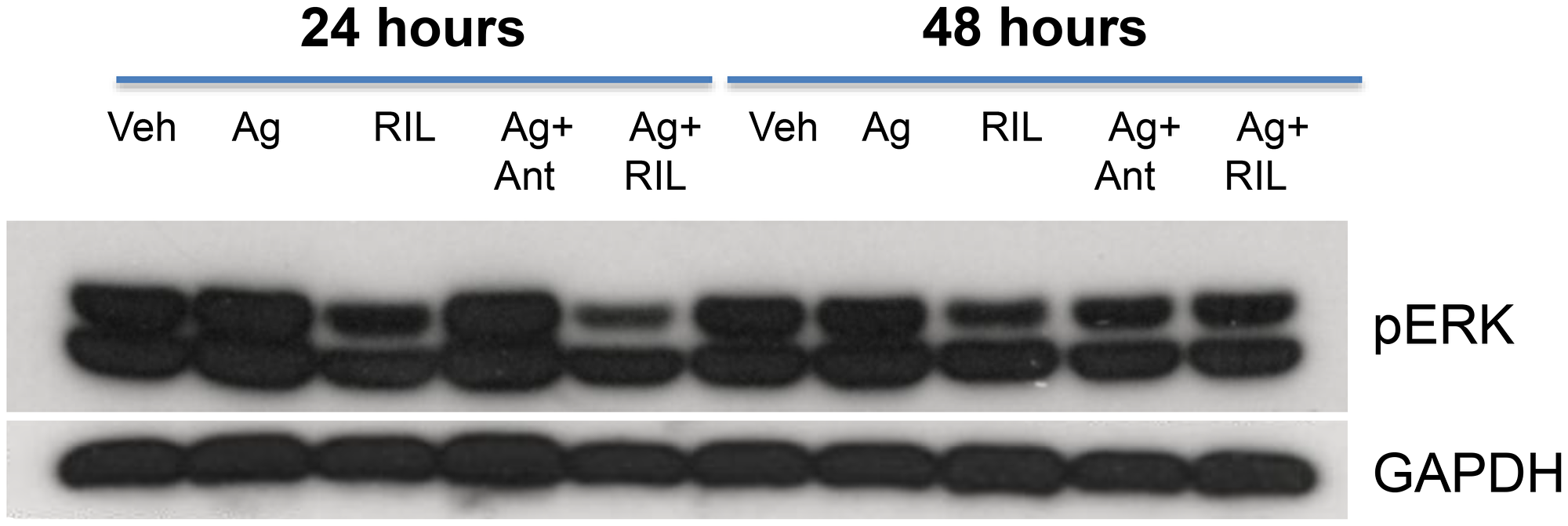 GRM3 in U87 cells is functional.
