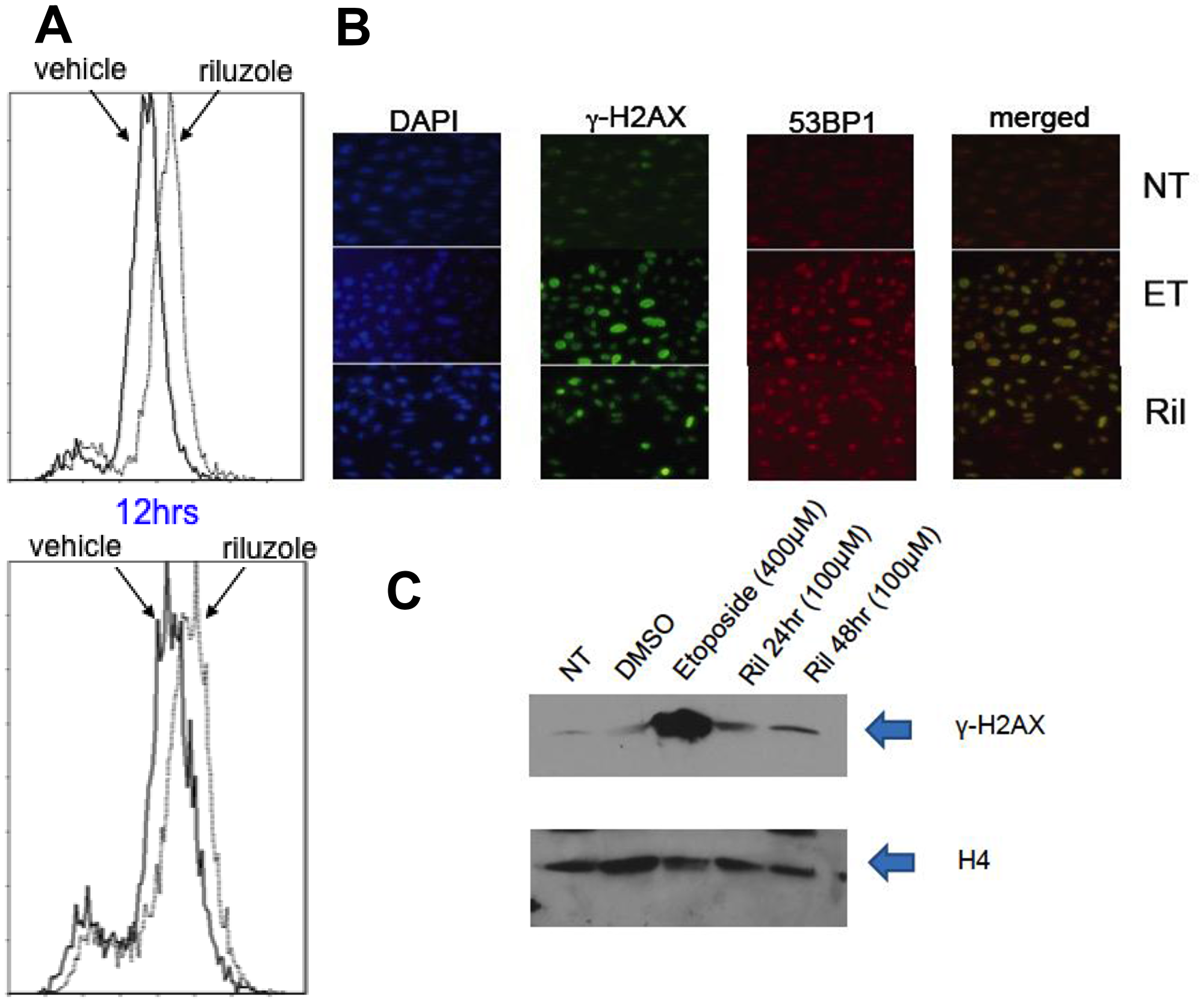 ROS mediated DNA damage in glioma cells treated with RIL.