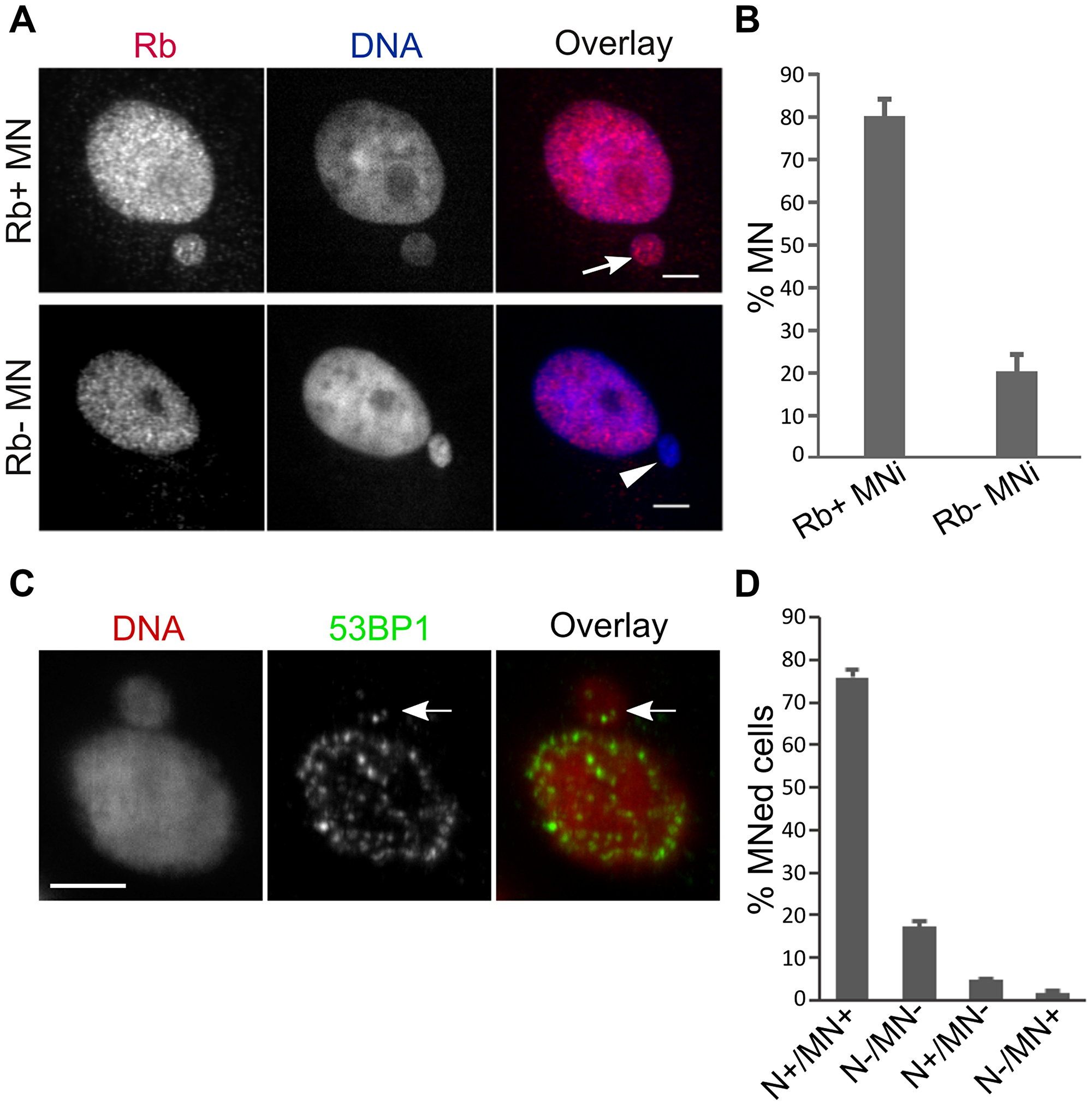 PtK1 cell MNi do not experience rupturing of the nuclear membrane and can recruit DNA damage signaling proteins.