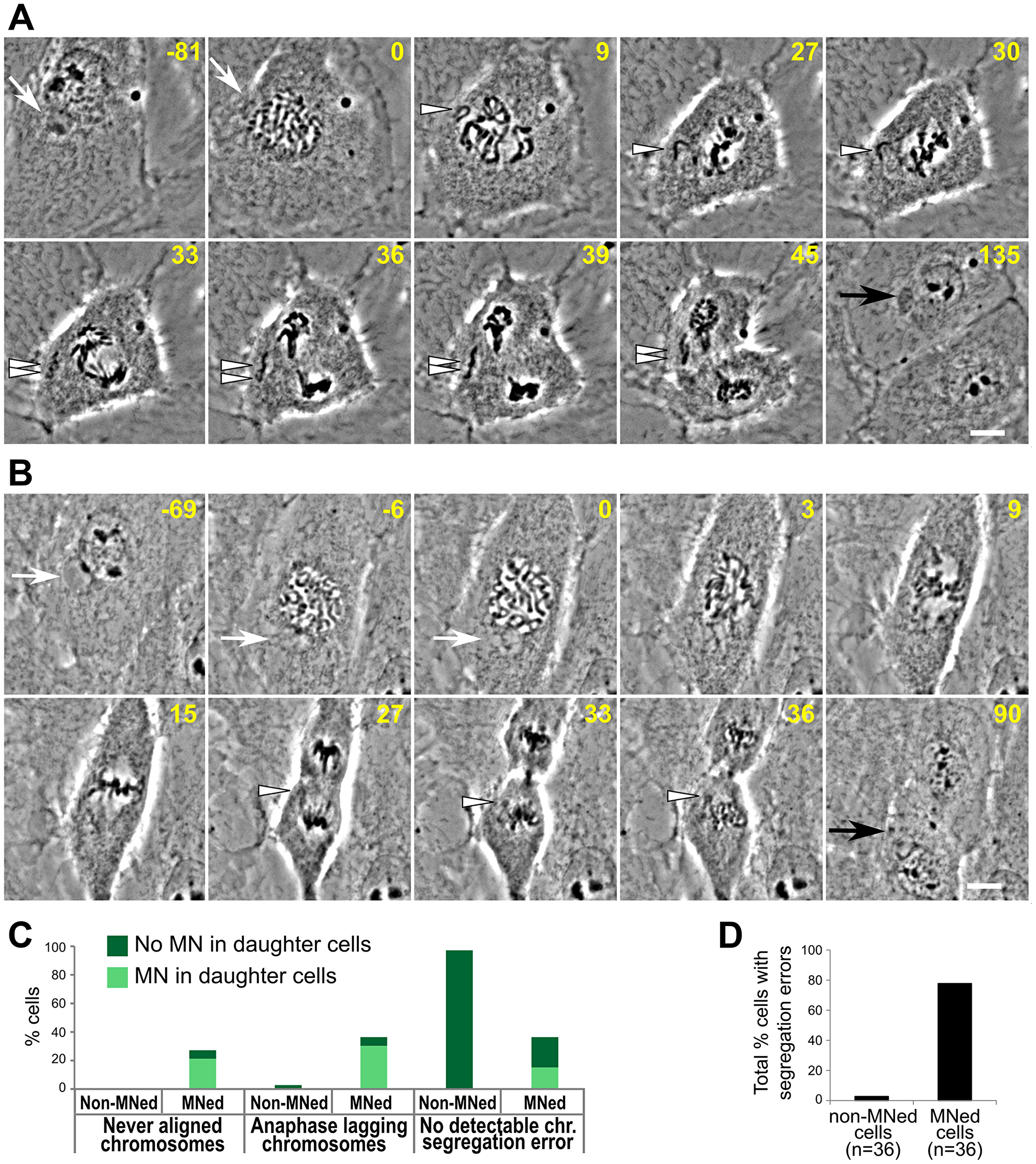 High rates of chromosome segregation errors in MNed cells.