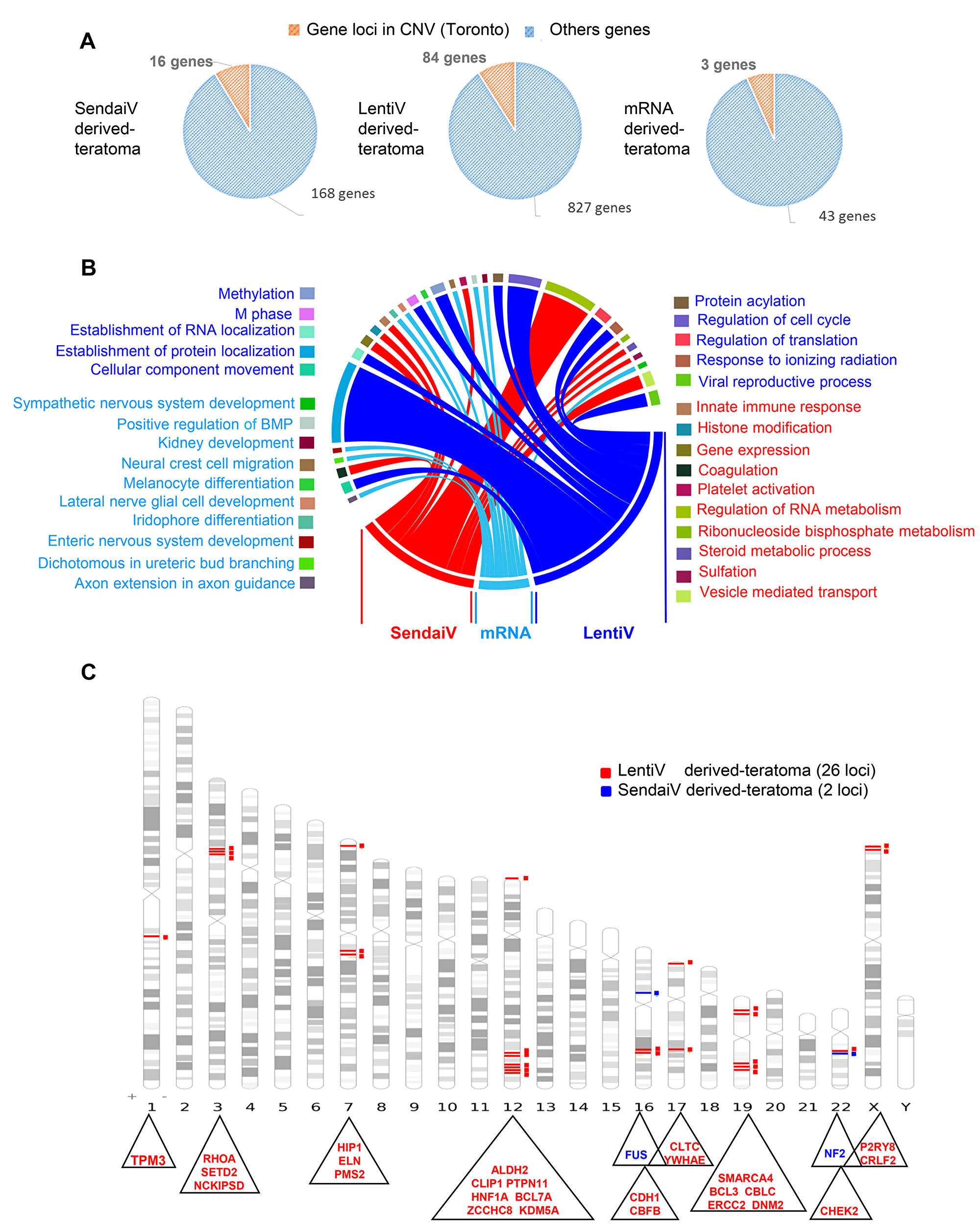 Cancer related gene locus found to be altered by aCGH in teratomas.
