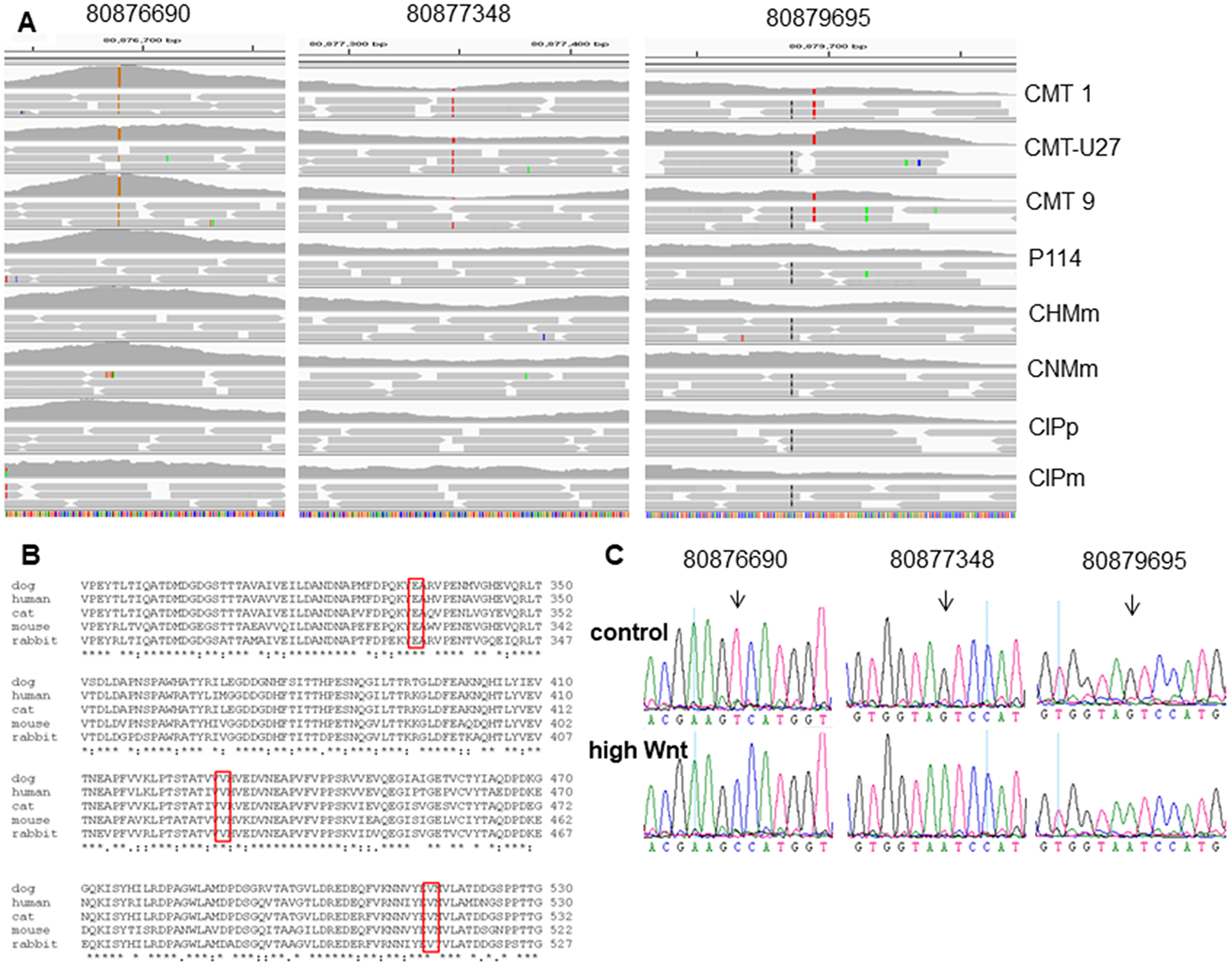 The CDH3 mutations in chromosome 5 on locations: 80876690, 80877348 and 80879695 (min-strand).