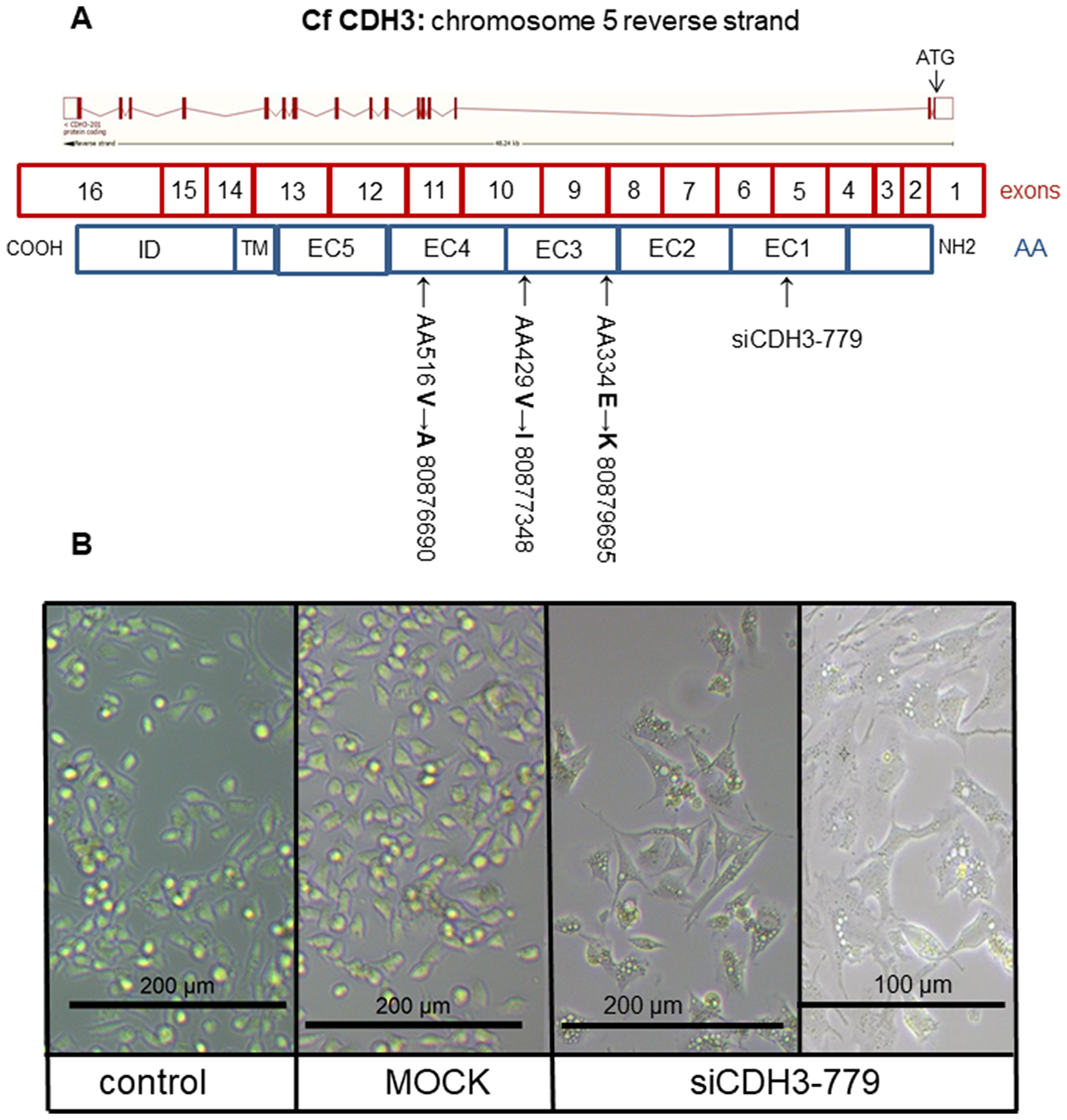 The CDH3 structure and morphology.