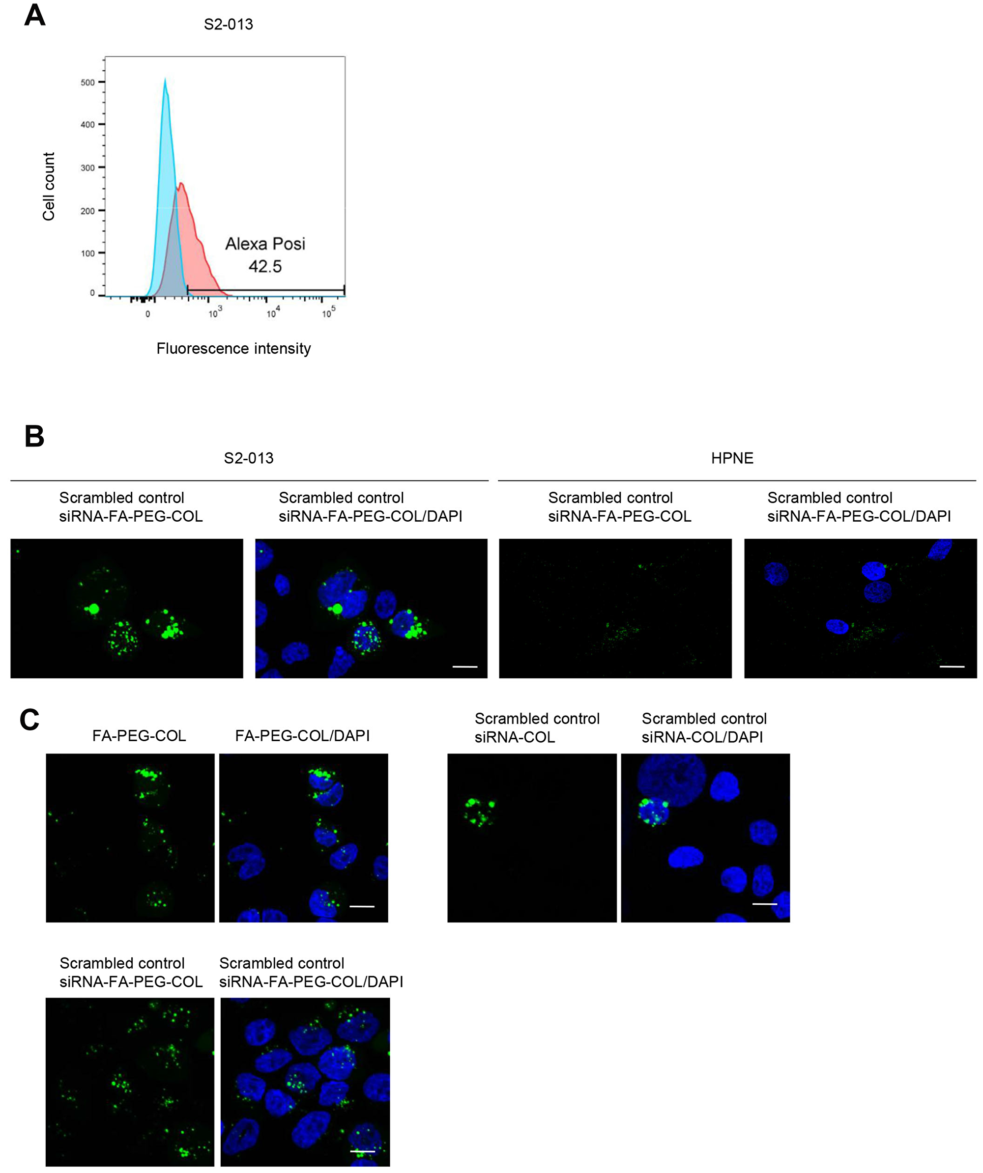 Insertion of siRNA-FA-PEG-COL nanoparticles into S2-013 and HPNE cells.