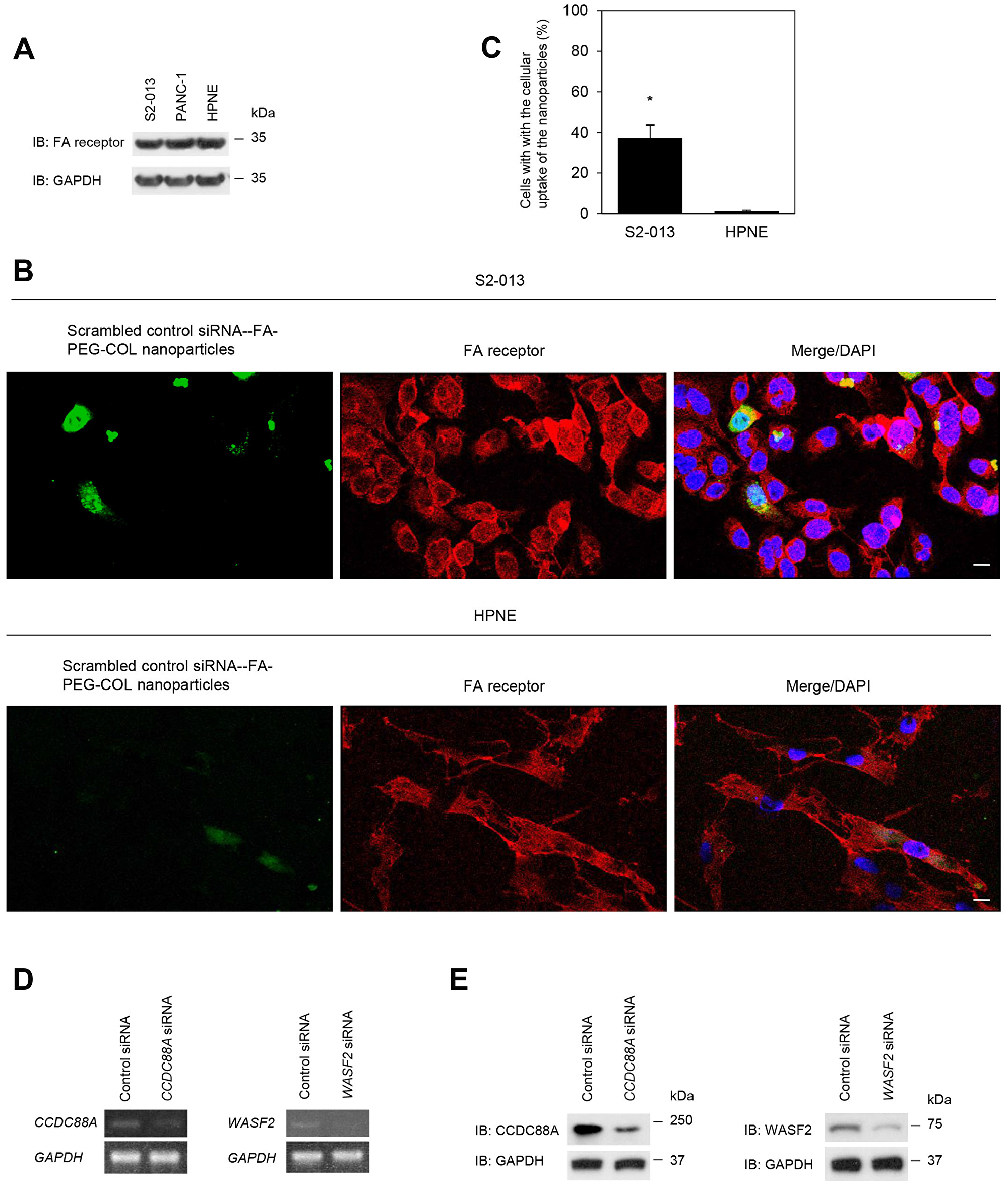 Effect of target siRNA-FA-PEG-COL nanoparticles on silencing of the targets in PDAC lines.
