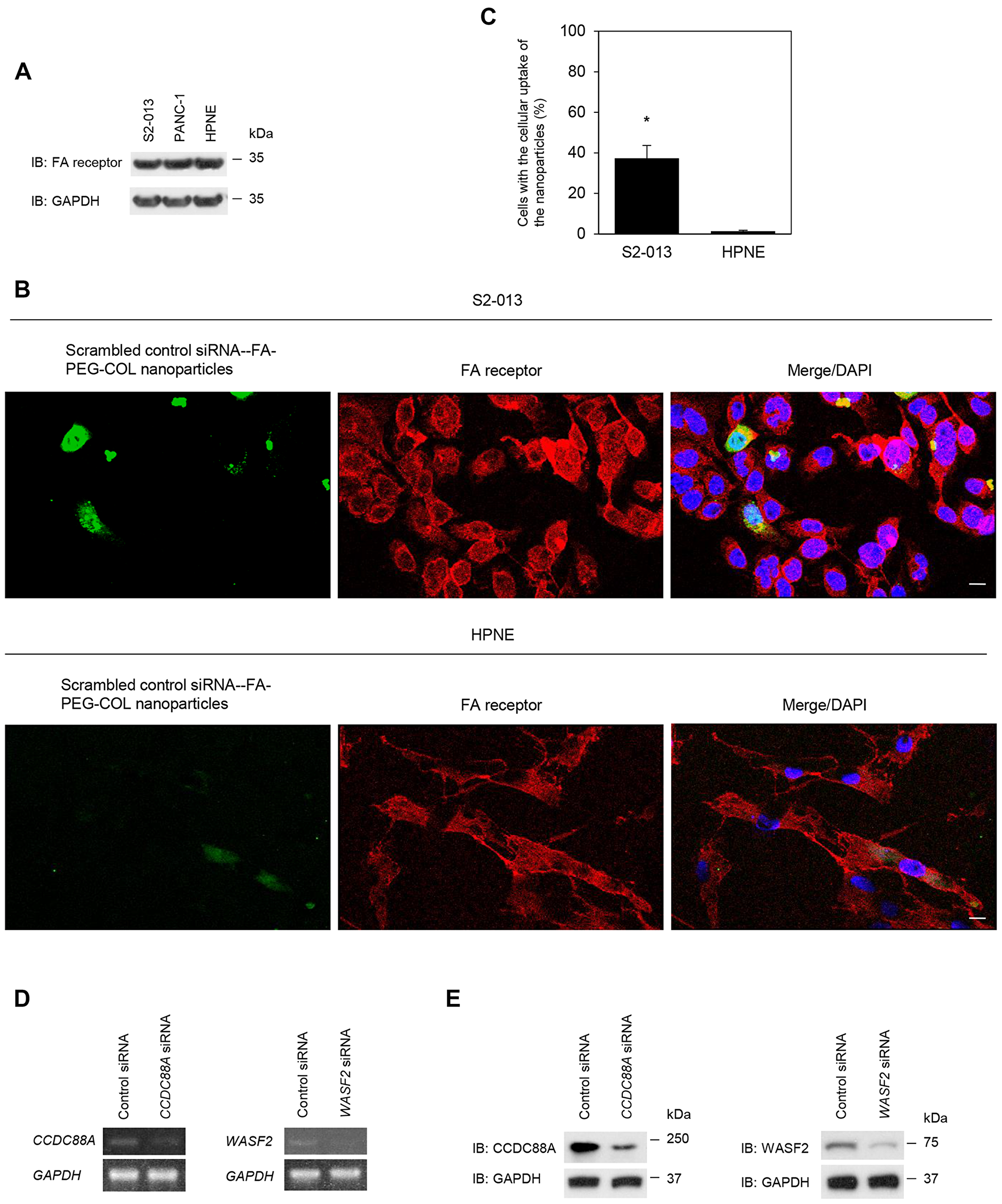 Effect of target siRNA-FA-PEG-COL nanoparticles on silencing of the targets in PDAC lines.
