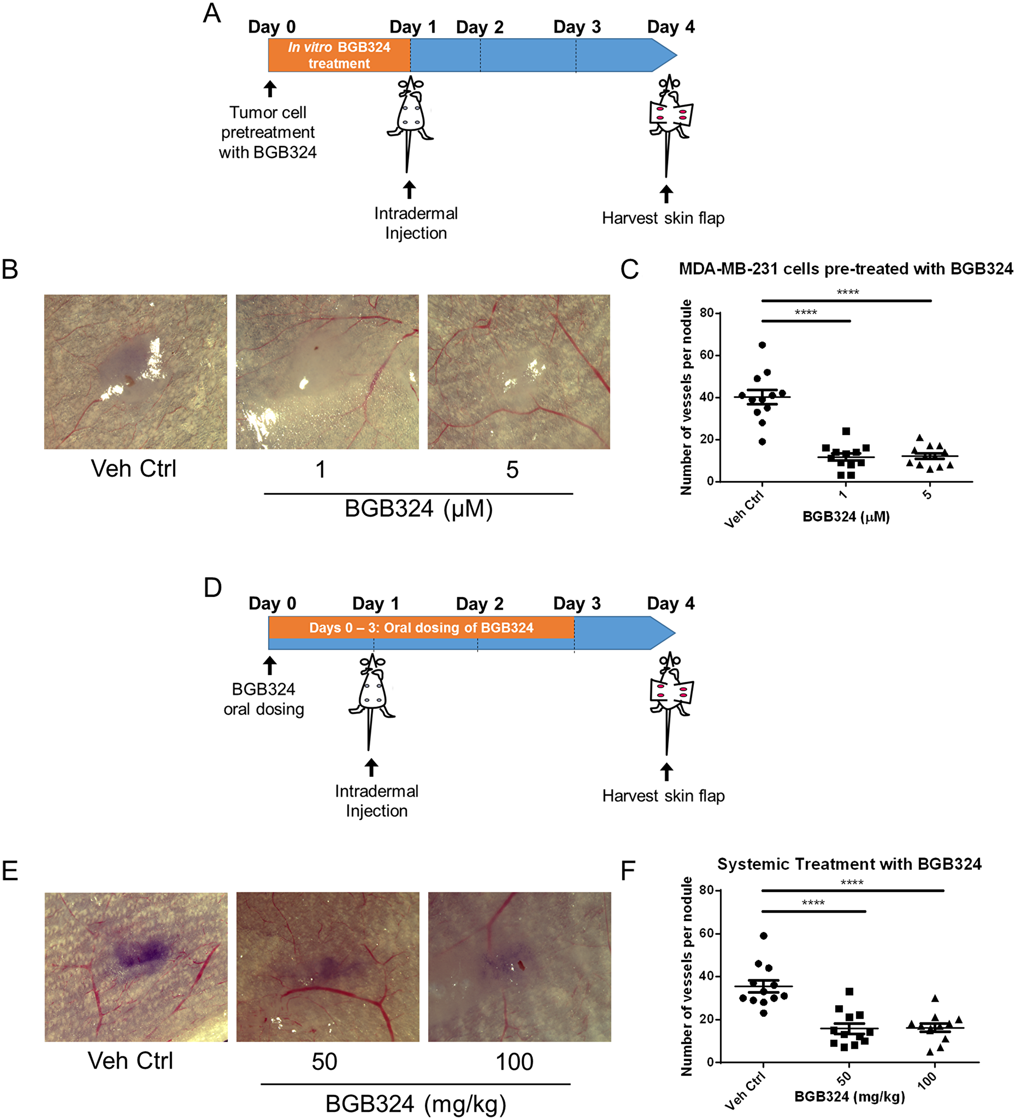 BGB324 impairs in situ angiogenesis.