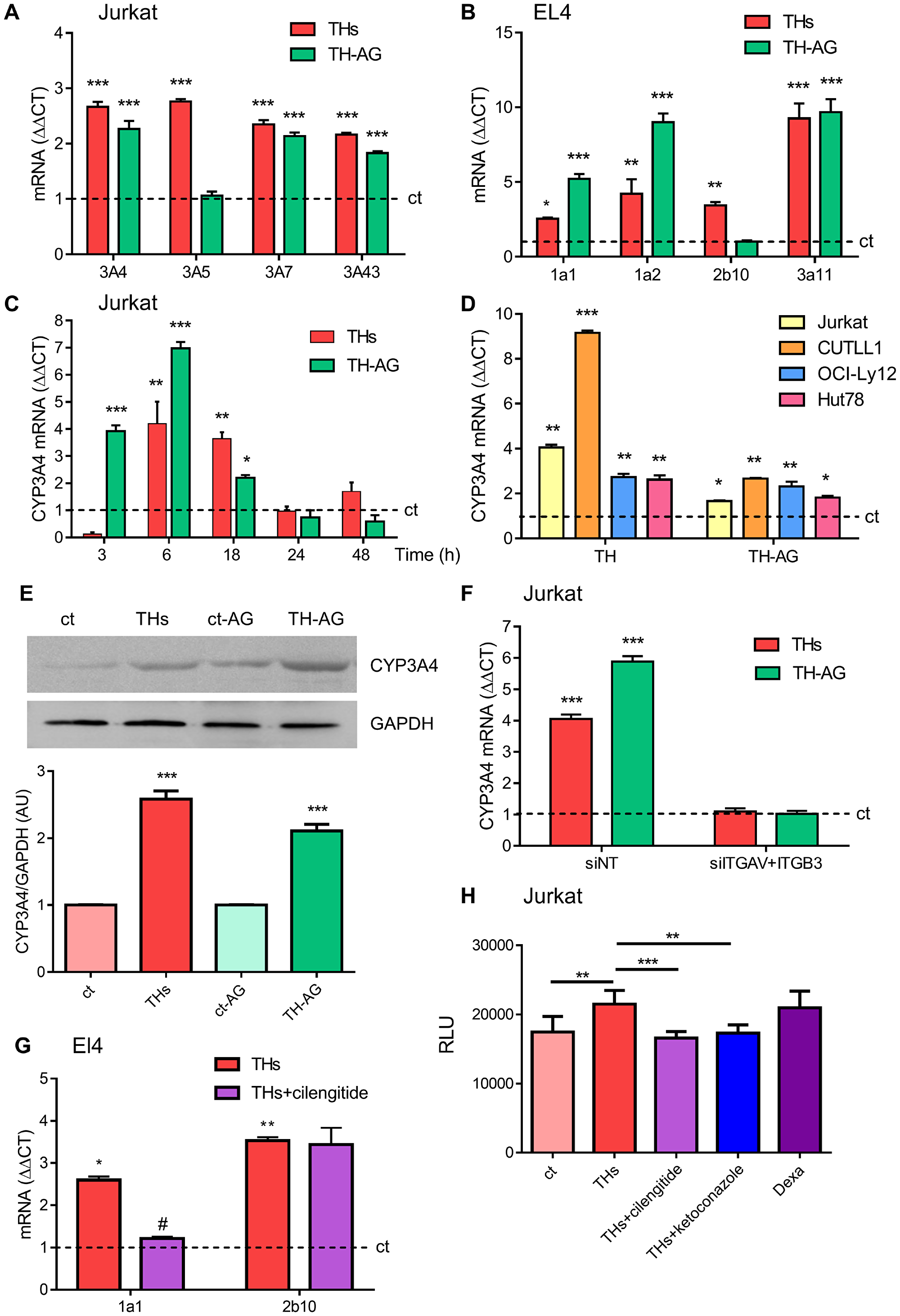 Thyroid hormones modulation of CYP P450 levels.