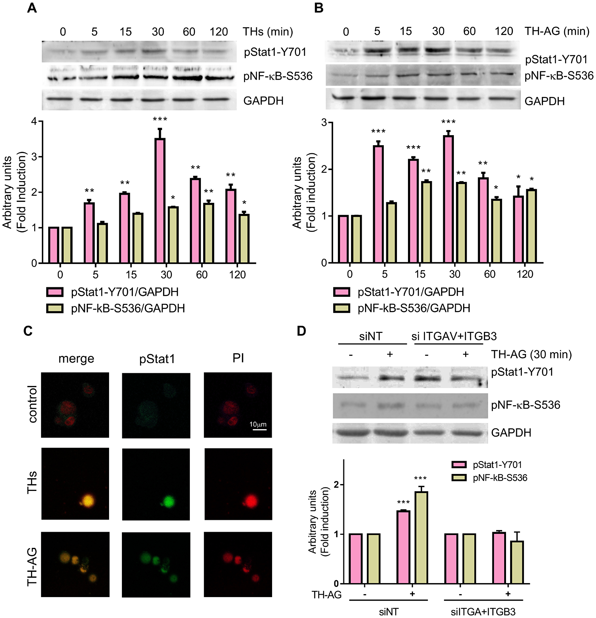 Thyroid hormones induce Stat1 and NF-kB activation.