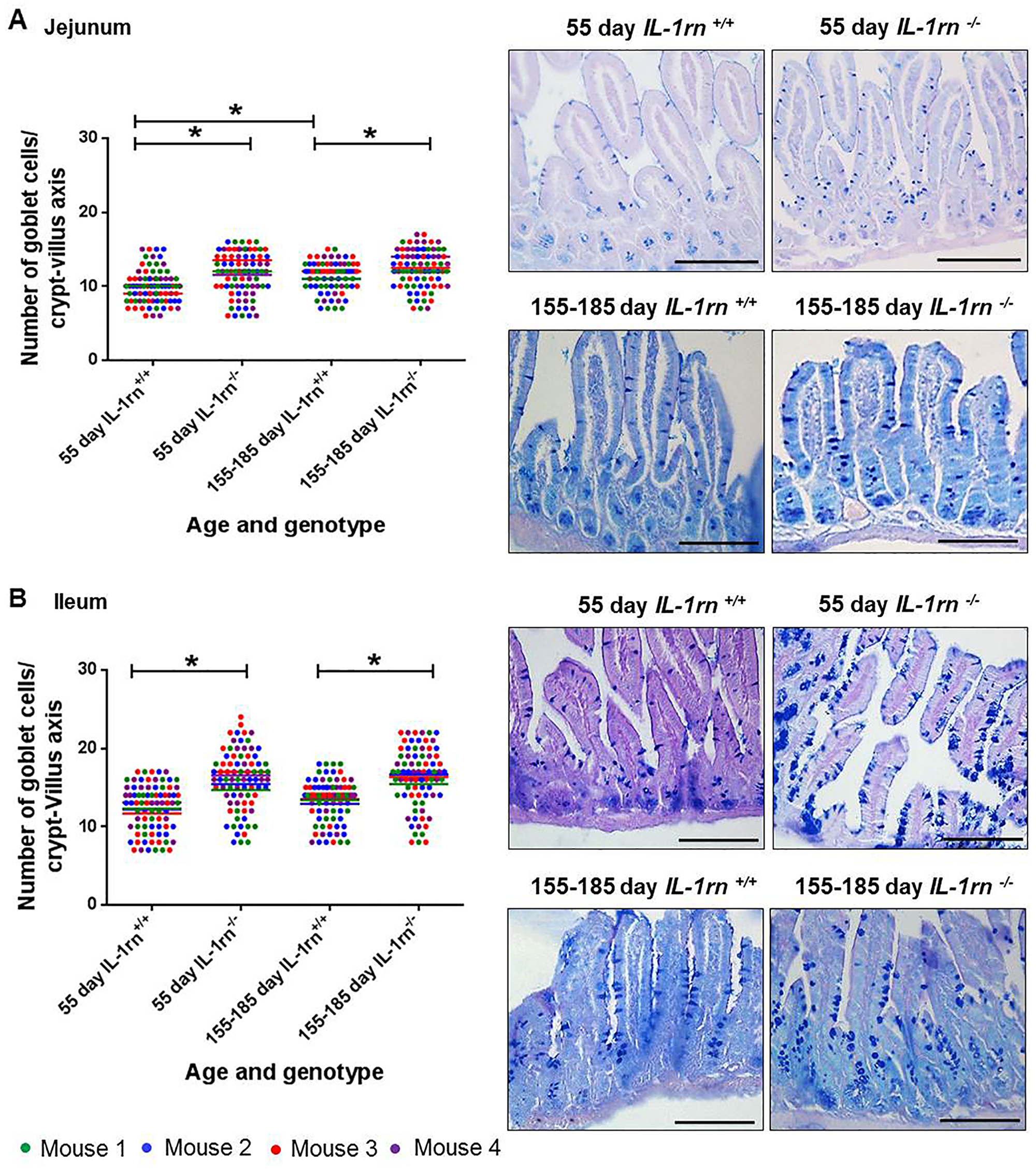 Histological analysis and morphology of goblet cells per intact well-oriented crypt-villus axis of the (A) Jejunum and (B) Ileum of 55 day old and 155-185 days old IL-1rn-/- mice compared with age-matched WT mic, stained with AB-PAS. *P ≤ 0.05. Scale bar = 100 µm.