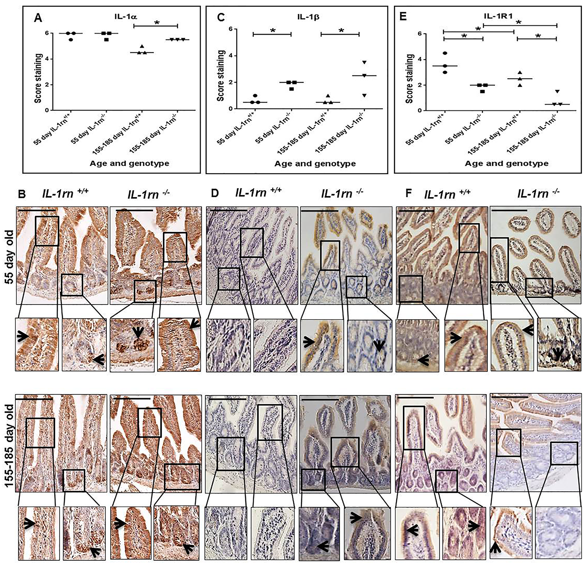 Immunohistochemistry staining of the expression and localization of pro-inflammatory cytokines: IL-1α (A) IL-1β (C) IL-1RI (E) show the immunopositive intensity quantification across the small intestinal architecture. (B, D) and (F) showing the immunopositive staining in the ileum of the 55 day old and 155-185 day old IL-1rn-/- mice compared with WT mice. Cell nuclei were stained with haematoxylin (blue). Black arrows indicate immunopositivity. *P ≤ 0.05. Scale bar = 100 µm.