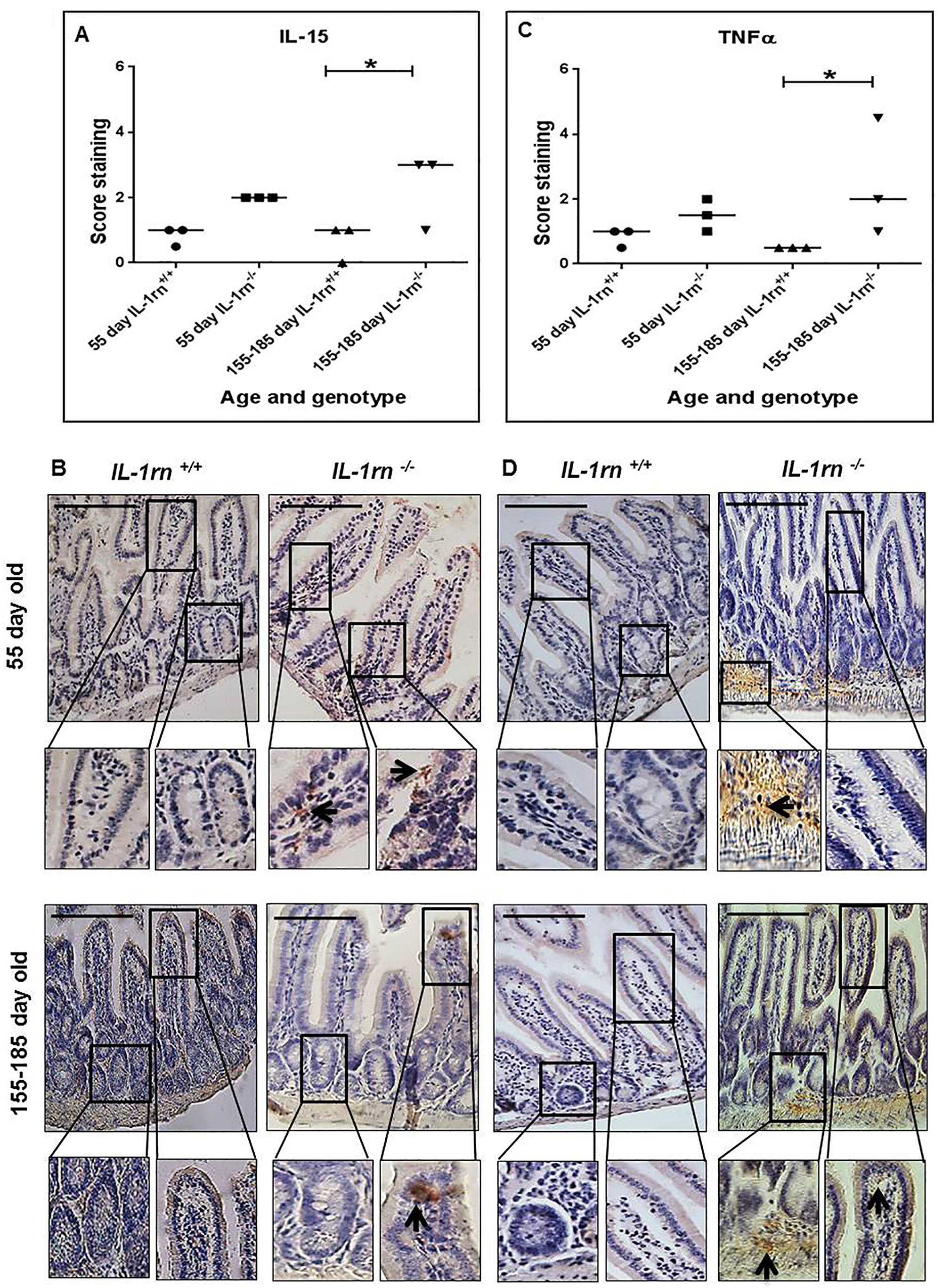 Immunohistochemistry staining of the expression and localization of pro-inflammatory cytokines: IL-15 (A) TNFα (C) show the immunopositive intensity quantification across the small intestinal architecture. (B and D) showing immunopositive staining in the ileum of the 55 day old and 155-185 day old IL-1rn-/- mice compared with WT mice. Cell nuclei were stained with haematoxylin (blue). Black arrows indicate immunopositivity. *P ≤ 0.05. Scale bar = 100 µm.