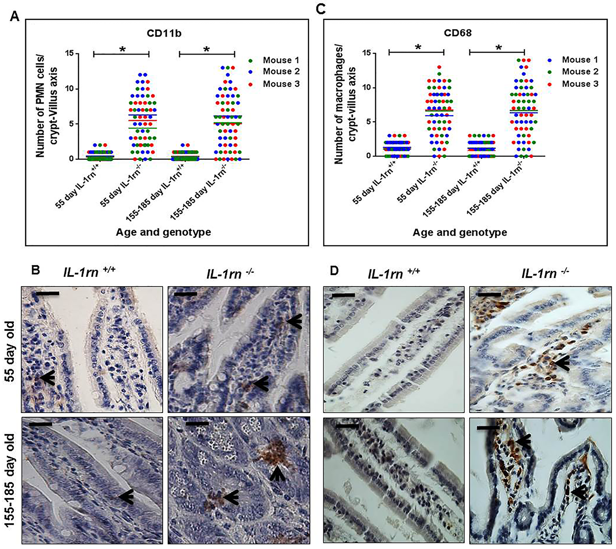 Immunohistochemistry staining of the infiltrated cells: Polymorphonuclear cells (PMNs) (A and B) and macrophage cells (C and D) into the lamina propria of the intact well oriented crypt-villus axis in the ileum of the 55 day old and 155-185 day old IL-1rn-/- mice compared with WT mice. Cell nuclei were stained with haematoxylin (blue). Black arrows indicate immunopositivity. *P ≤ 0.05. Scale bar = 25 µm.