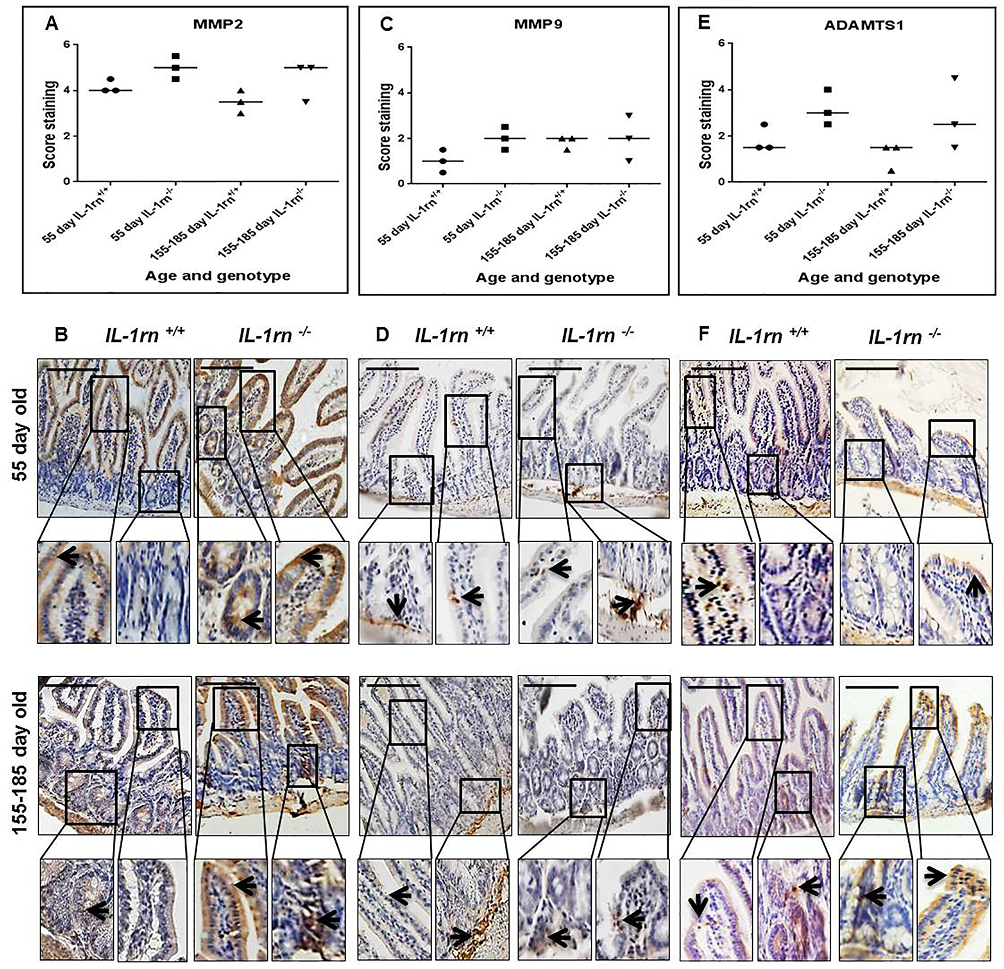 Immunohistochemistry staining of the expression and localization of degrading enzymes: MMP2 (A) MMP9 (C) ADAMTS1 (E) show the immunopositive intensity quantification across the small intestinal architecture. (B, D and F) showing the immunopositive staining in the ileum of the 55-day old and 155-185 day old IL-1rn-/- mice compared with WT mice. Cell nuclei were stained with haematoxylin (blue). Black arrows indicate immunopositivity. Scale bar = 100 µm.
