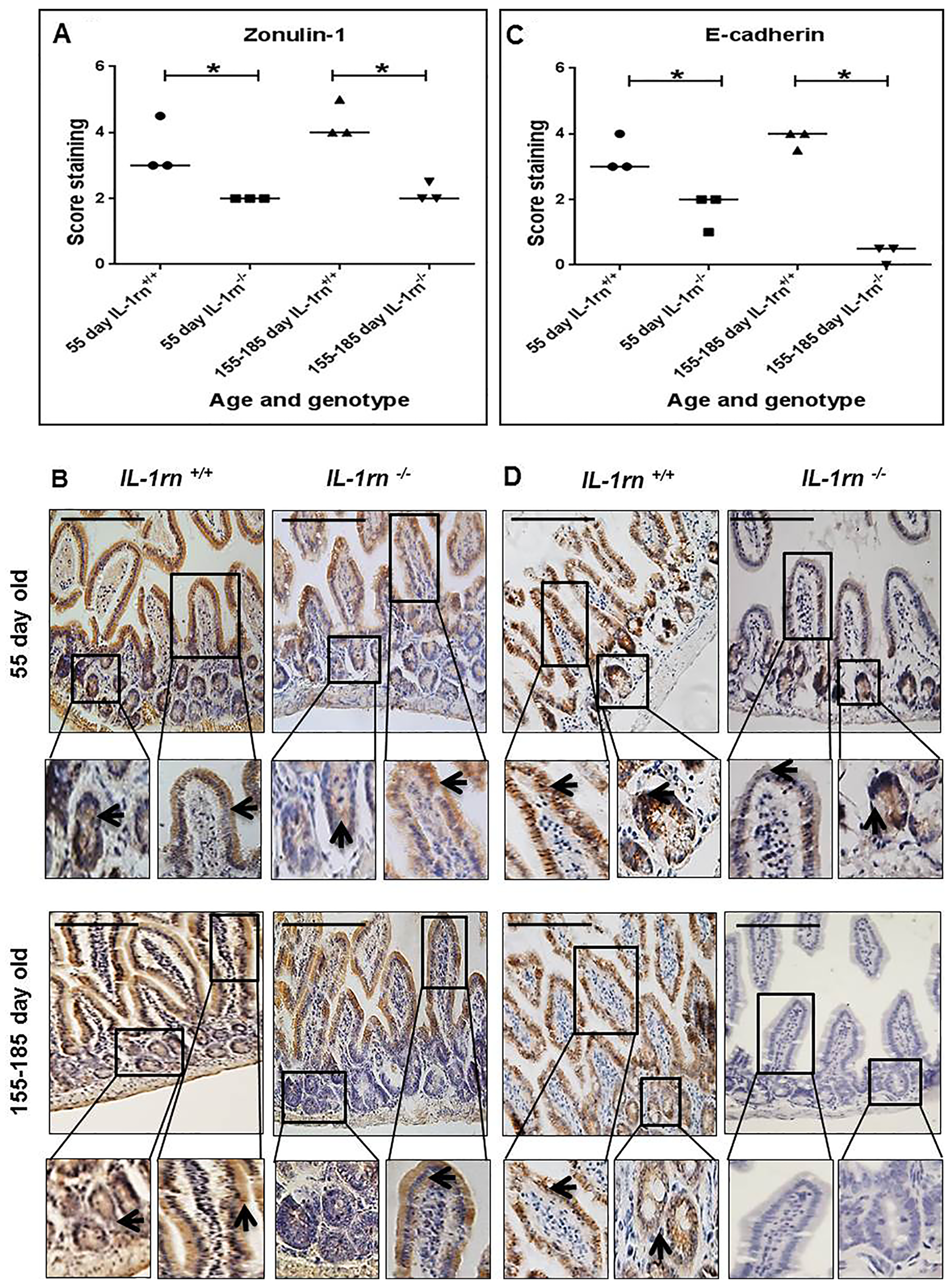 Immunohistochemistry staining of the expression and localization of junctional proteins: ZO-1 (A) E-cadherin (C) showing the immunopositive intensity quantification across the small intestinal architecture. (B and D) show the immunopositive staining in the ileum of the 55 day old and 155-185 day old IL-1rn-/- mice compared with WT mice. Cell nuclei were stained with haematoxylin (blue). Black arrow sindicate immunopositivity. *P ≤ 0.05. Scale bar = 100 µm.