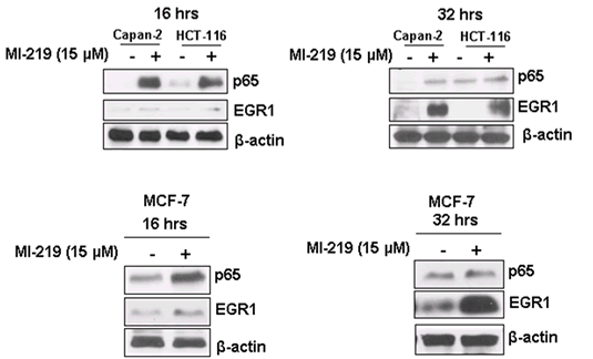Figure7C.gif