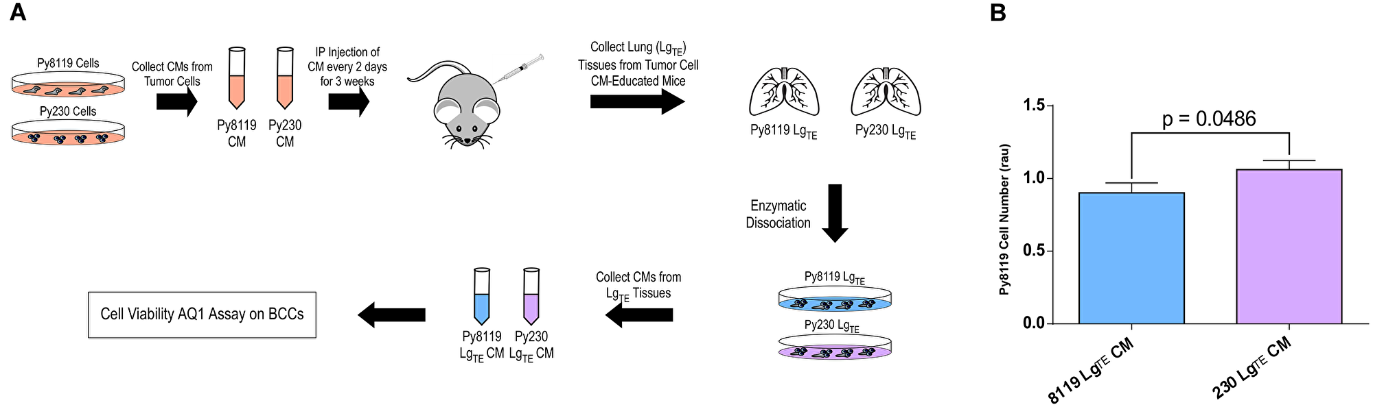 The secretomes of metastatic breast cancer cells promote a tumor-supportive environment in the mouse lung.