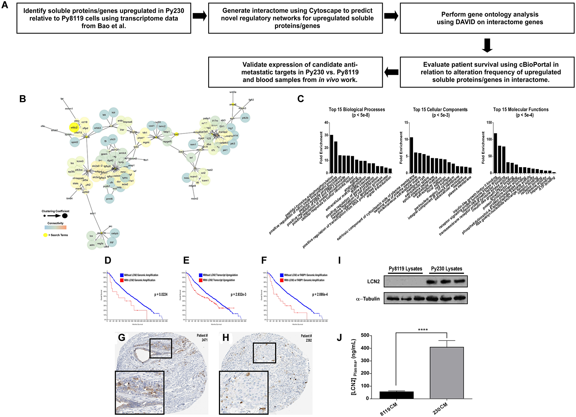 LCN2 is up-regulated in metastatic PyMT breast cancer cells and associates with poor patient prognosis.