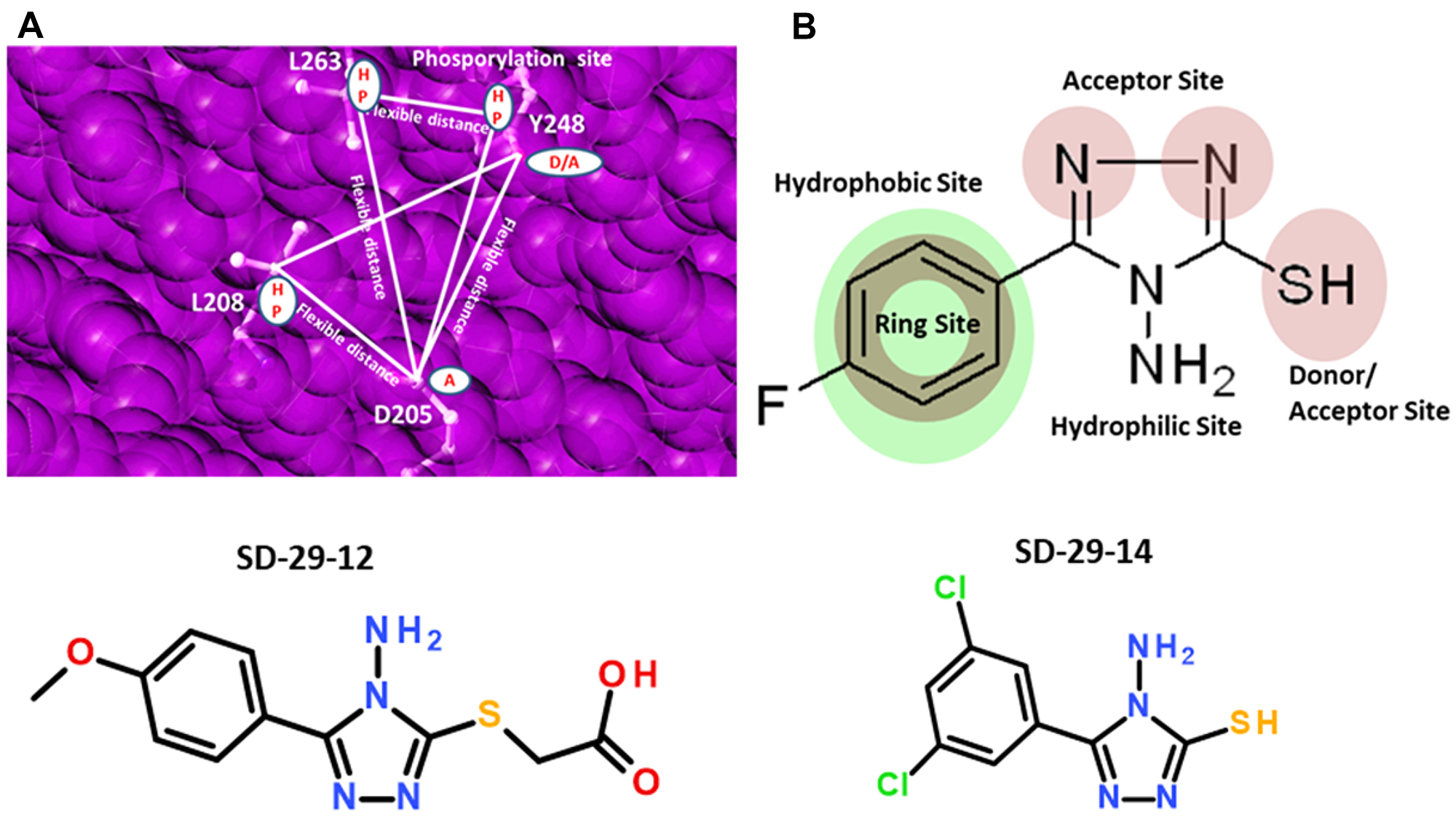 (A) Shown are sample two receptor-based three-point pharmacophore models generated on the RACK1A phosphorylation site with exclusion spheres colored pink, geometric and distance constraints (flexible) shown as lines and filled white circles as centers. HP-hydrophobic; D-donor; A-acceptor. (B) Ligand-based pharmacophore model generated on SD-29 with pharmacophore constraints acceptor, donor, hydrophobic ring, and hydrophilic sites represented filled circles. Structures of compounds SD-29-12 and SD-29-14 are shown.