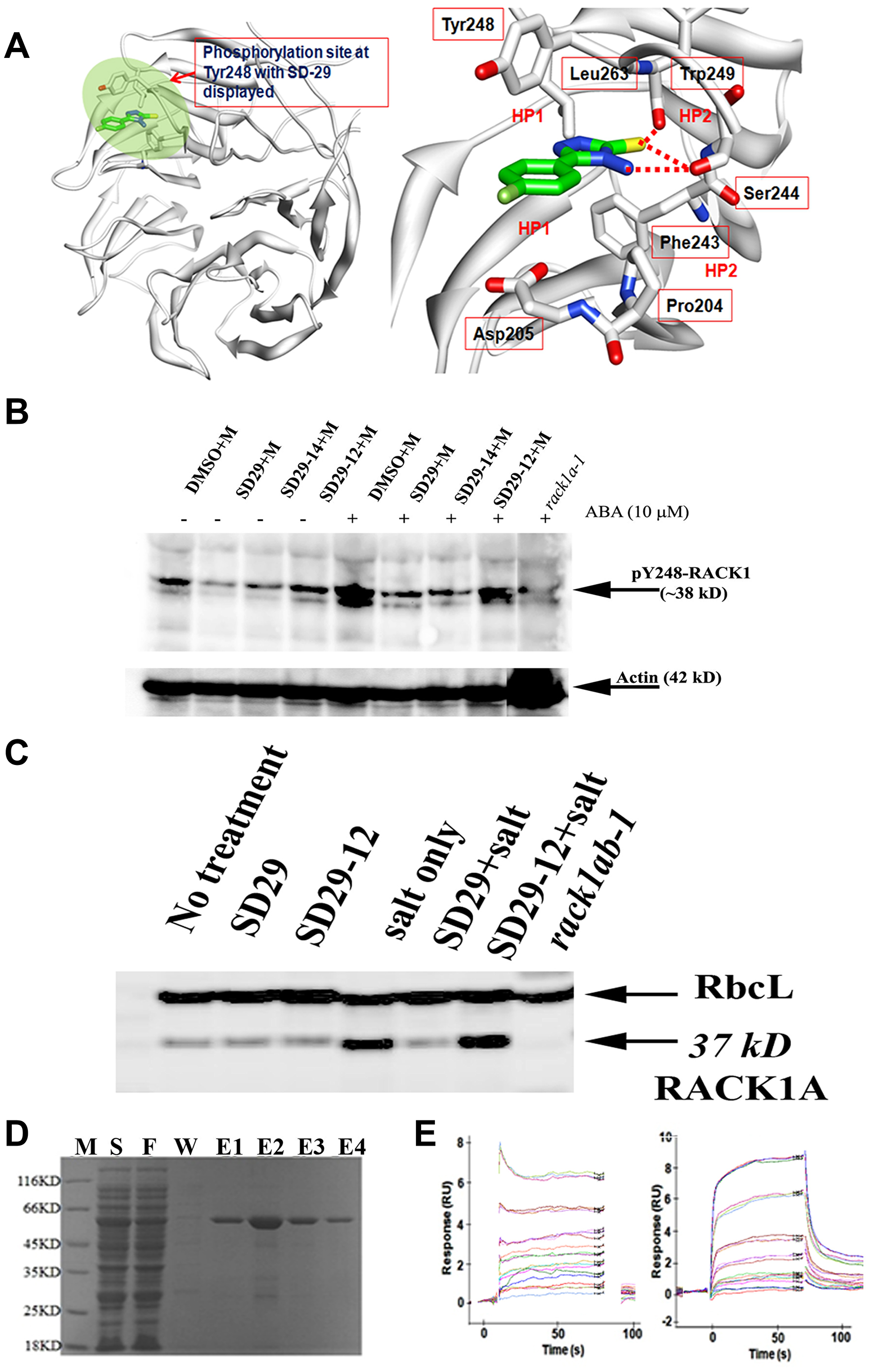 (A) Docked Model of RACK1A with SD-29 at the Y248 phosphorylation site. (left panel) Modeled structure of RACK1A with SD-29 (carbon in green) docked into it. The targeted binding pocket is highlighted in green. RACK1A is shown as ribbon model (white). (right panel) Detailed view of the SD-29 (carbon in green) interaction with RACK1A site pocket. The residues interacting with SD-29 are shown in a ball-and-stick model. Hydrogen bonds are shown as red broken lines. SD-29 binding site is surrounded by both hydrophobic (HP1) and hydrophilic residues (HP2). The structural model of ‘SD-29’ with RACK1A showing hydrogen bonds with Ser244, Trp249 and hydrophobic interactions with Tyr248, Phe243, Pro204, Leu 263and Trp249 residues. (B) RACK1 functional inhibitor compounds inhibit stress hormone induced RACK1A Y248 phosphorylation. One-week old Arabidopsis seedlings were treated with 10 μM of stress hormone Abscisic acid (ABA) in the presence/absence of the inhibitor compounds for 12 hours in a growth chamber (overnight) at 22°C. Lysates were probed with an antibody raised to detect phosphorylated Y248 residue of RACK1A protein in Arabidopsis. Lysates from a rack1a-1 knock-out mutant seedlings grown and treated similarly as the Wild Type seedlings were used as negative control. The compounds were dissolved in DMSO (D) and ABA was dissolved in methanol (M). The lower panel shows the same membrane stripped with stripping buffer and then probed with an Arabidopsis Actin antibody to show the loading control. (C) Salt stress-induced upregulation of RACK1 expression was inhibited by SD-29. The abundant leaf protein Rubisco large subunit (RbcL) was used as loading control for the blot. The 37kD RACK1 band was absent from the genetic knockout of RACK1 plants (double mutant-rack1ab lane). (D) Purified RACK1 protein on a SDS-PAGE gel. E. coli BL21(DE3) host strain was transformed with recombinant plasmid containing rice RACK1 (Chr05 Os05g47890) cDNA with a 3’ His tag. PMSF-induced bacterial lysate eluted from the glutathione-resin column was resolved by the SDS-PAGE electrophoresis for purity check. Lane M: Protein Marker; Lane S: Supernatant; Lane F: Flow through of supernatant; Lane W: Wash; and Lane E1~4: Elutions. (E) In the SPR assay, SD-29 (left panel) and SD-29-12 (right panel) bind directly to immobilized RACK1A on the surface of the chip via similar patterns, as evident in the sensogram. SD-29 (left panel) and SD-29-12 (right panel) were separately injected three times on the CM5 chip at 0, 1.56 μM, at 3.13 μM, 6.25 μM, 12.5 μM, 25 μM, 50 μM, and 100 μM (top sensor) concentrations (left panel) and at 3.13 μM, 6.25 μM, 12.5 μM, 25 μM, 50 μM, and 100 μM (top sensor) concentrations (right panel).