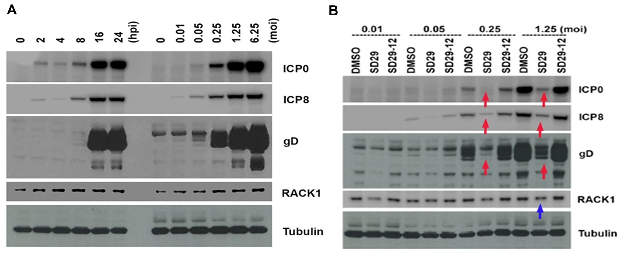 Effects of the compounds on HSV-1 protein expression.