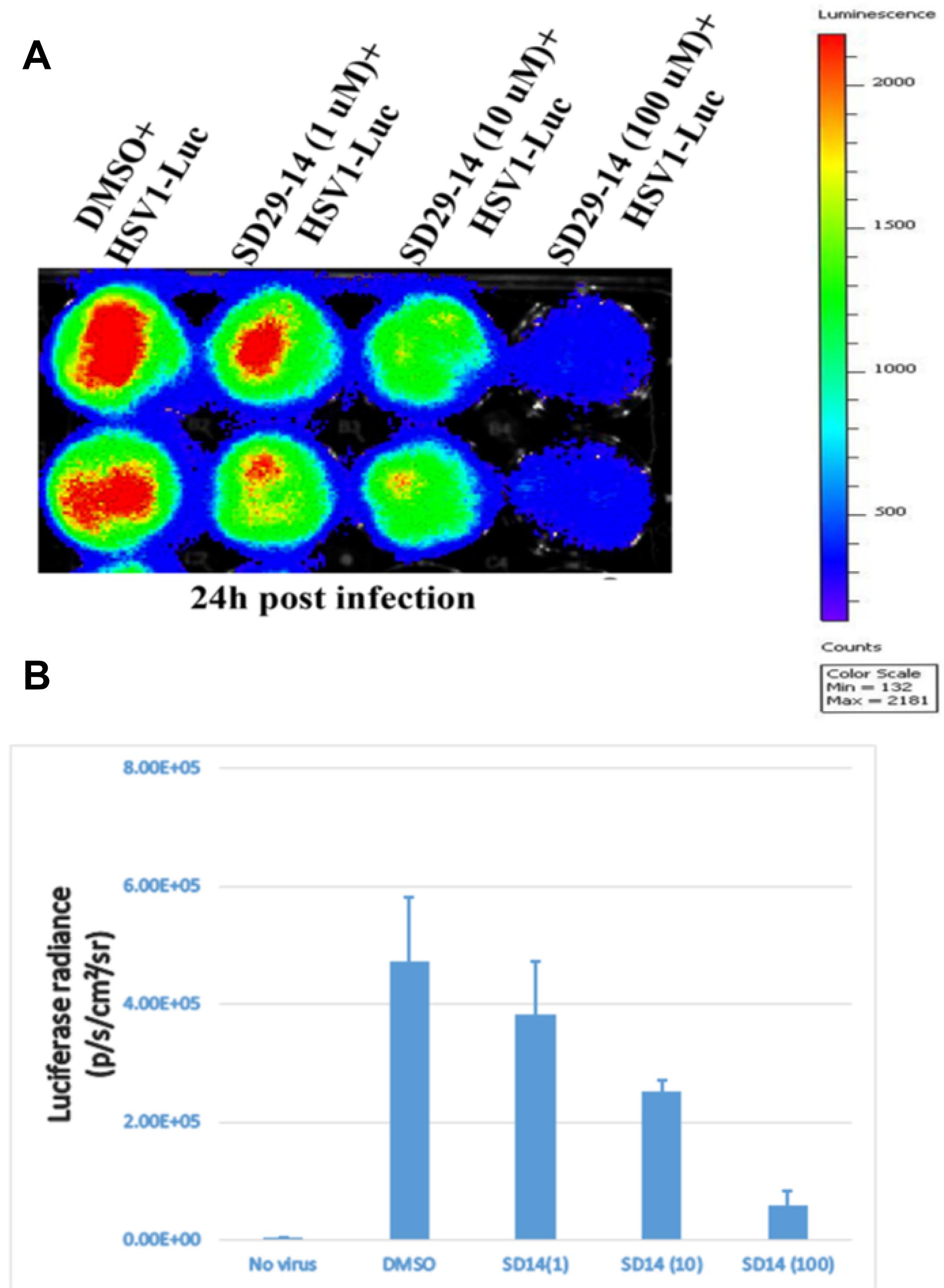 Visualization of the RACK1 inhibitor induced inhibition of HSV-1 proliferation in the HEp-2 cells.