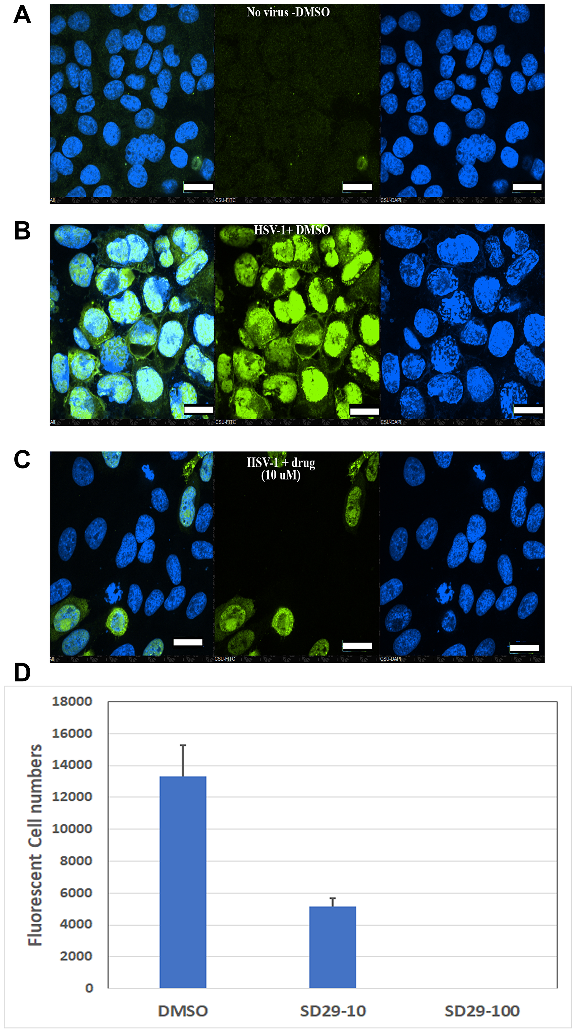 Immunofluorescent evidence for HSV-1 proliferation inhibition by the RACK1 inhibitor compound SD29-14.