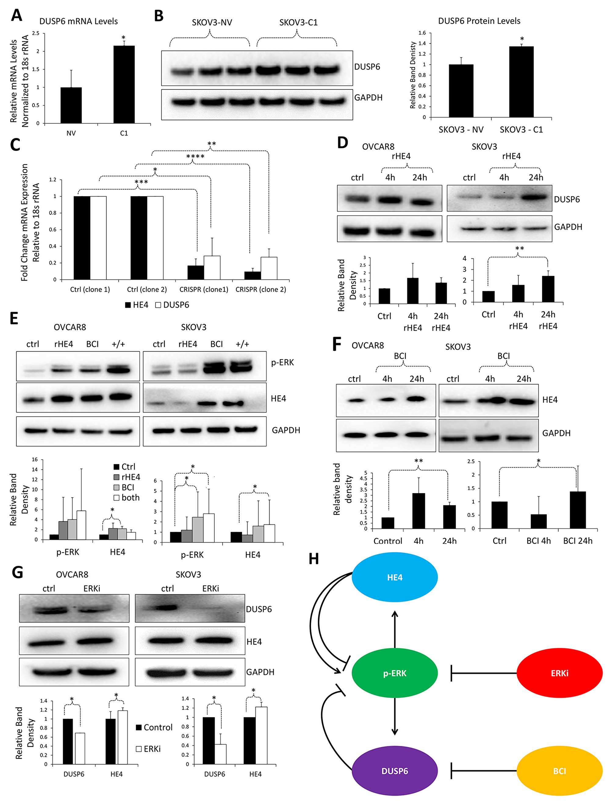 HE4 regulates DUSP6 levels in ovarian cancer cells