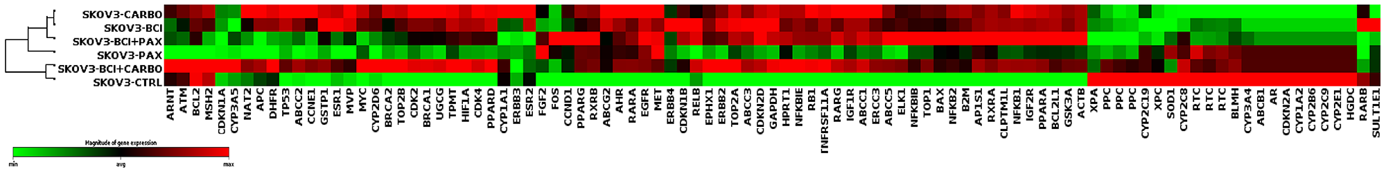 DUSP6 inhibition alters ovarian cancer cells’ chemotherapy response genomic profile.