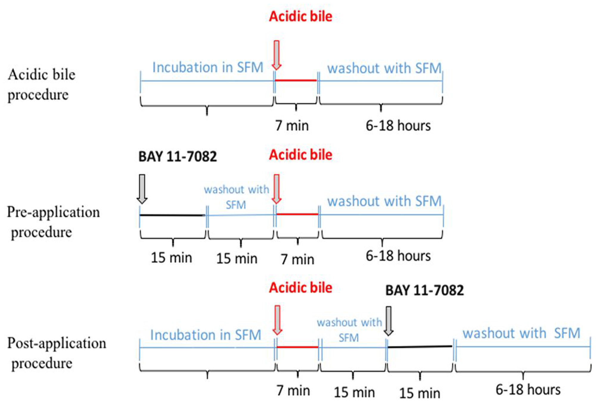 Schematic representation of pre- and post-application of NF-κB inhibitor (BAY 11-7082) in acidic bile-exposed MHPC.