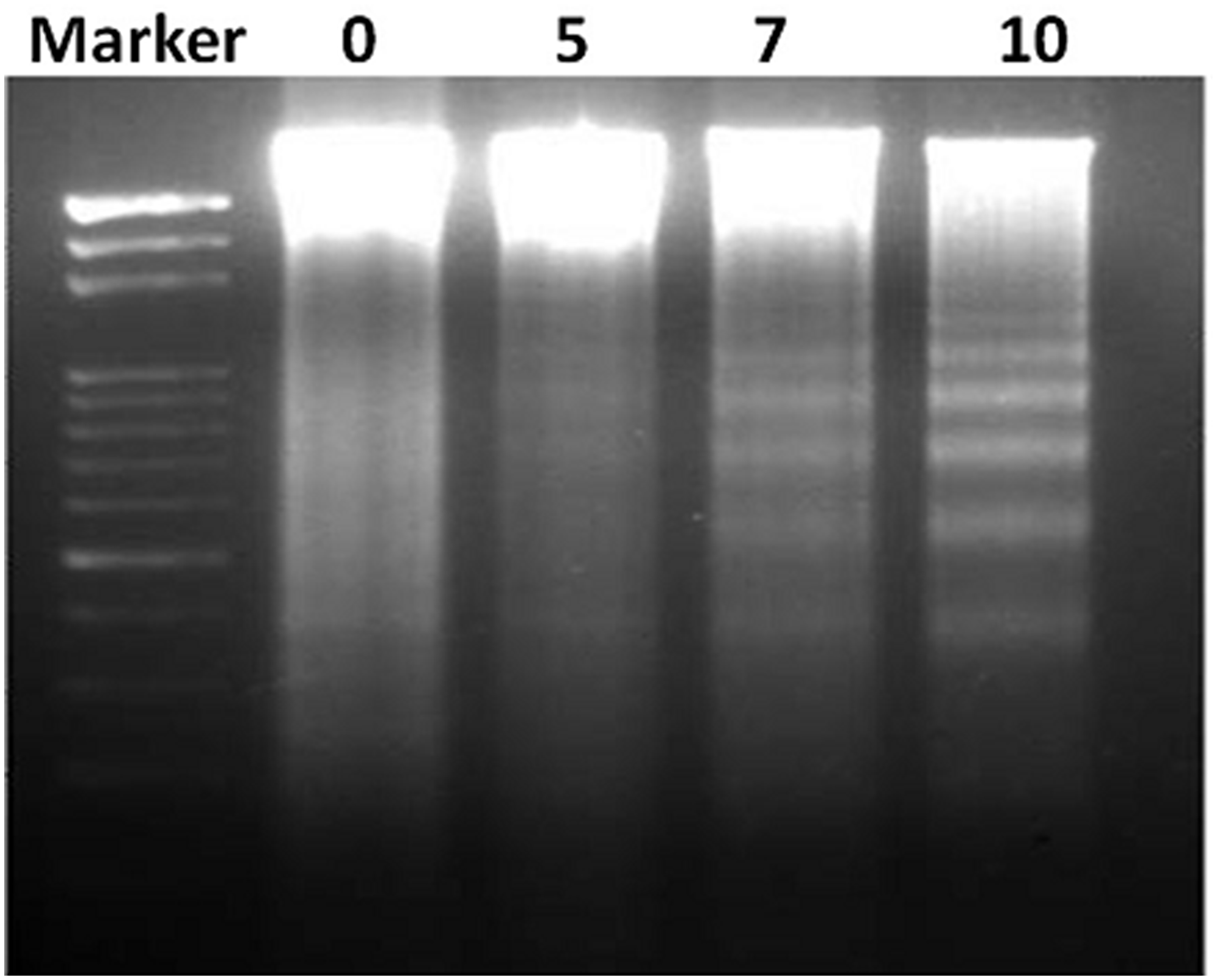 FEO induce DNA fragmentation in B16-F10 cells.