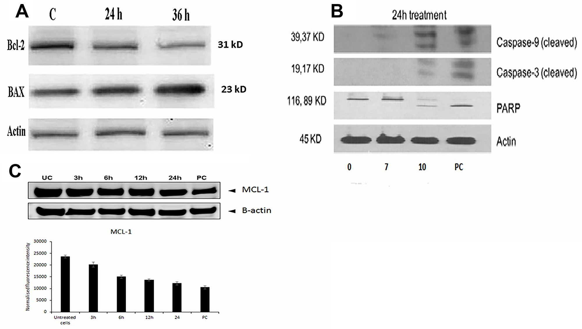 Molecular mechanism of FEO induced apoptosis in B16-F10 and FM94 cells.