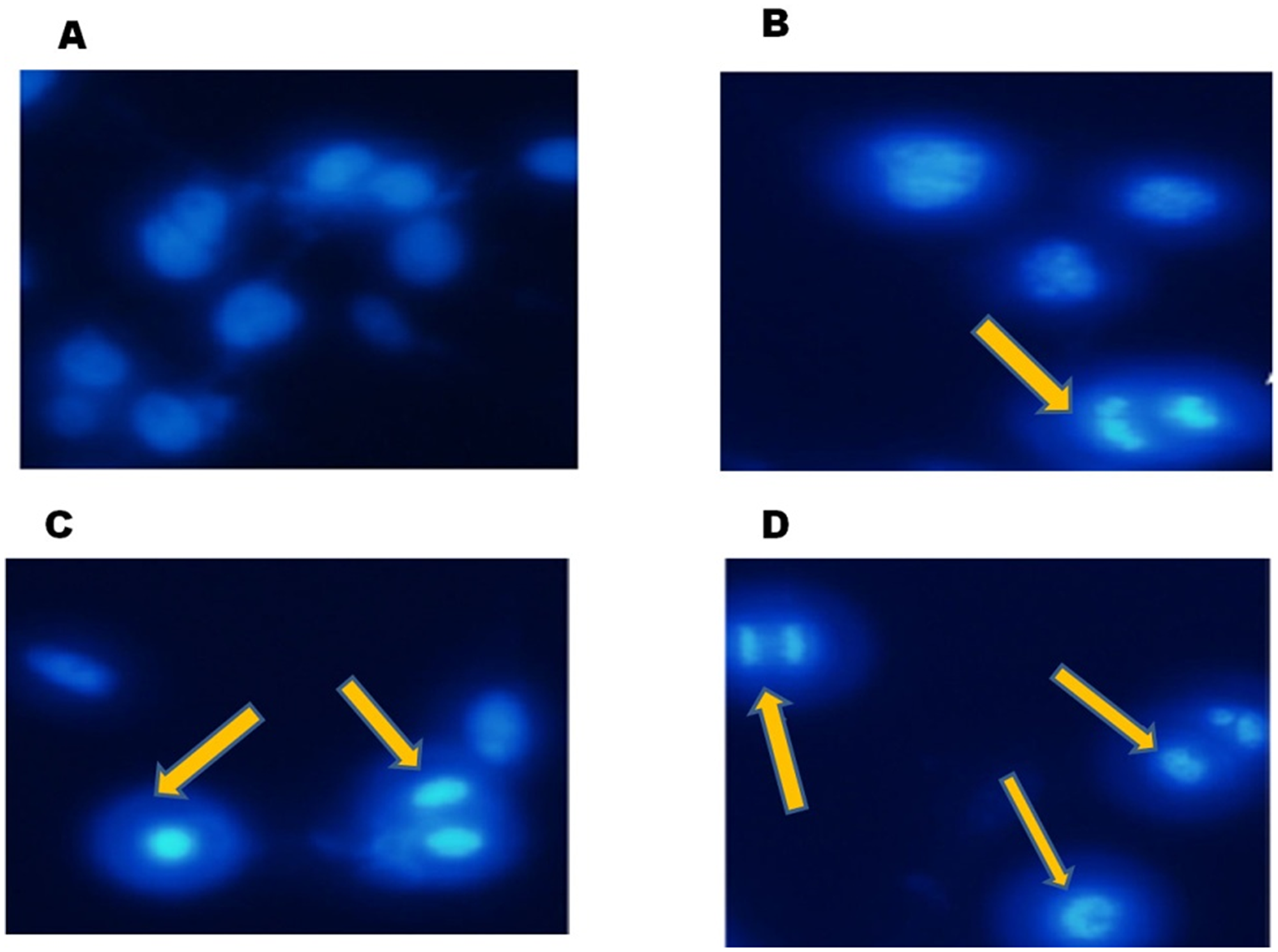 FEO induced nuclear fragmentation in B16-F10 cells:
