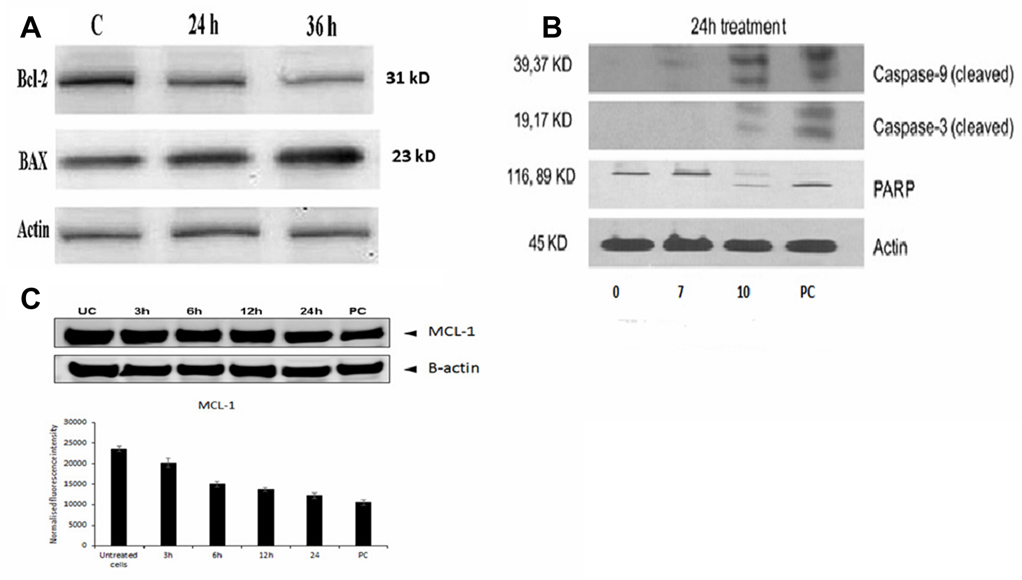 Molecular mechanism of FEO induced apoptosis in B16-F10 and FM94 cells.