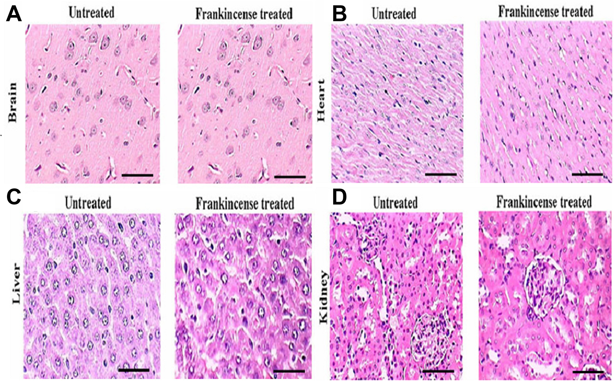 In vivo of toxicity of FEO on major organs: Mice were treated with FEO (1200 mg/kg body weight).