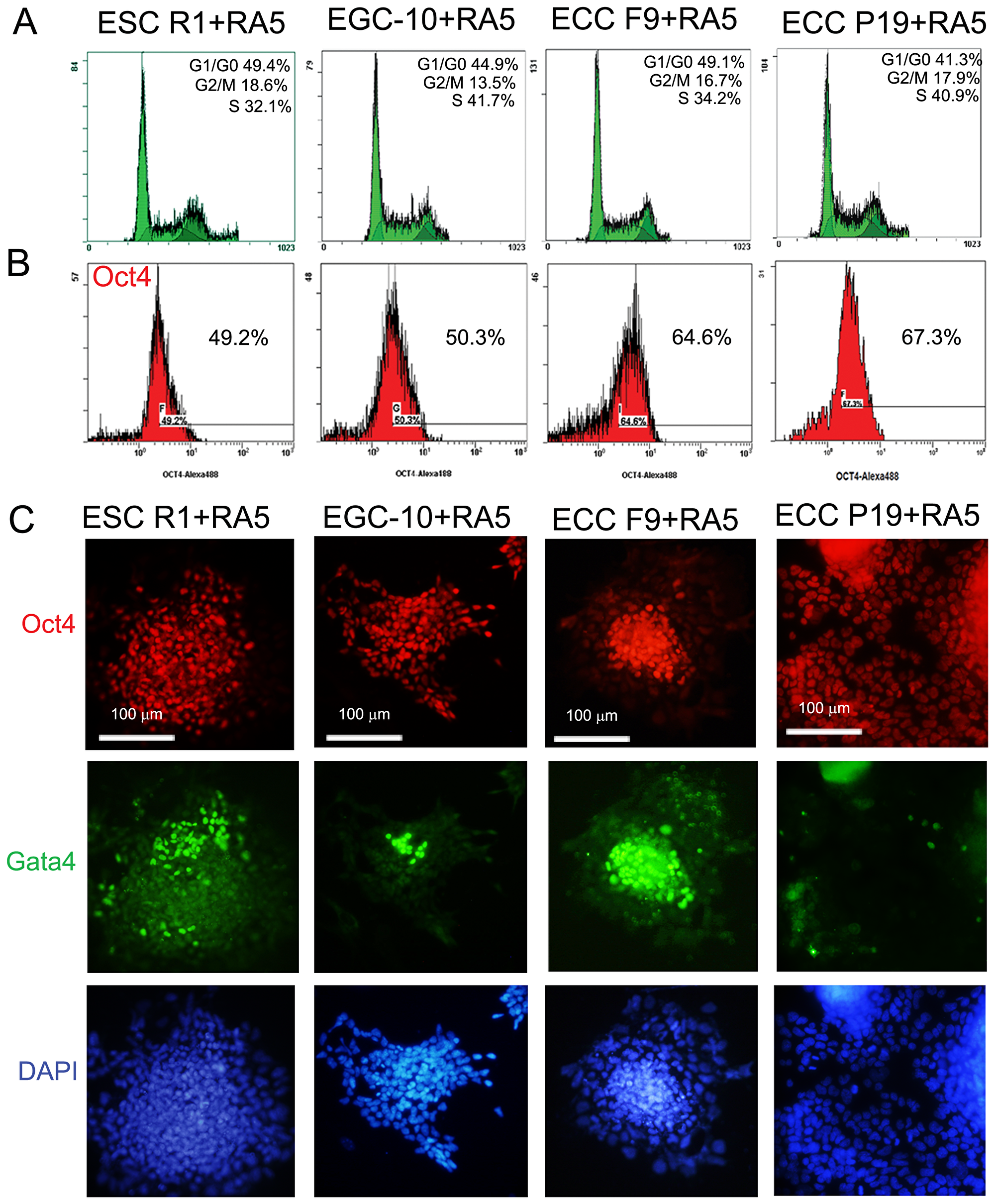 ESC, EGC and ECC population characteristics during RA-induced differentiation.