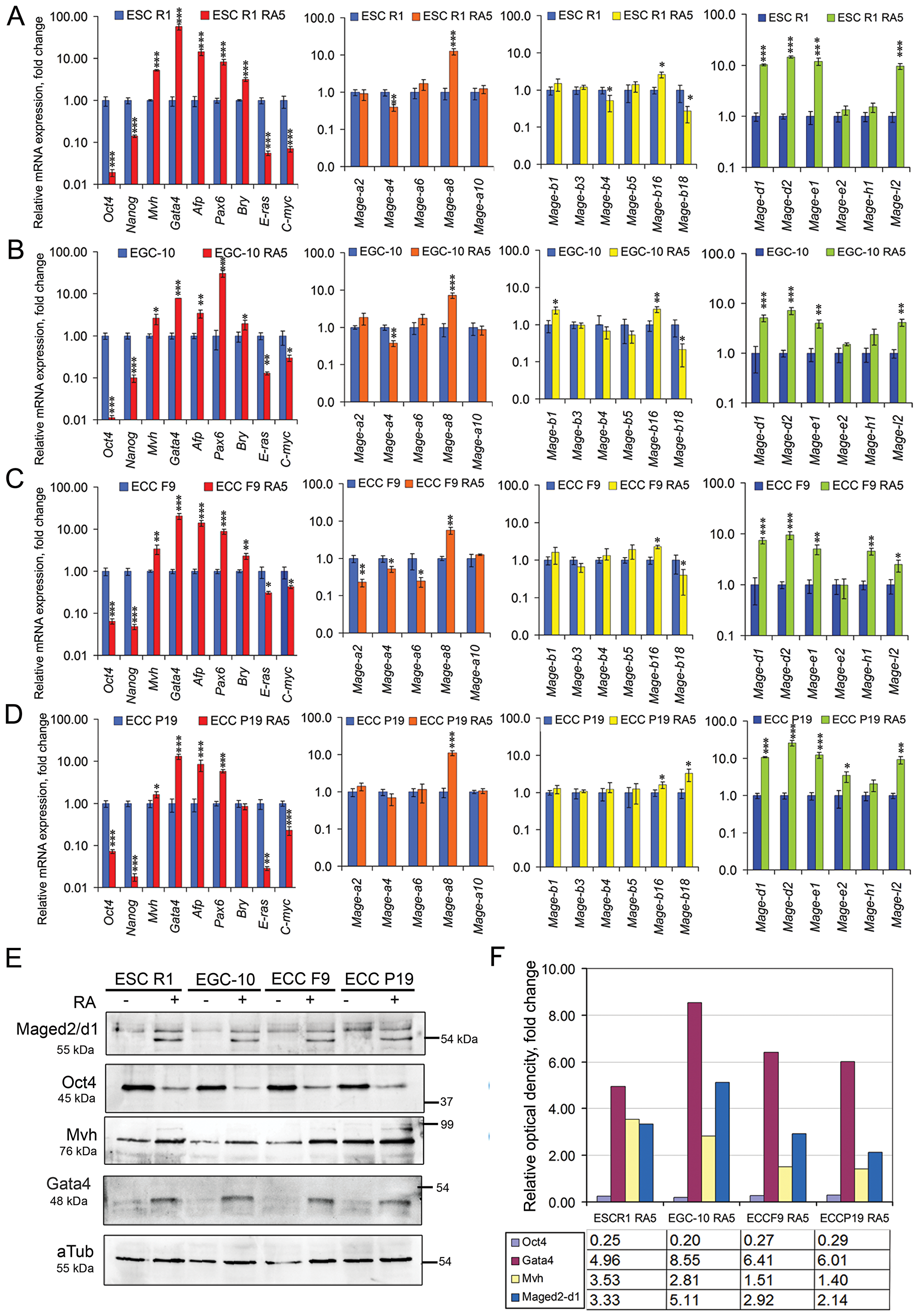 Dynamics of Mage and marker gene expressions during RA-induced differentiation of ESCs, EGCs and ECCs.