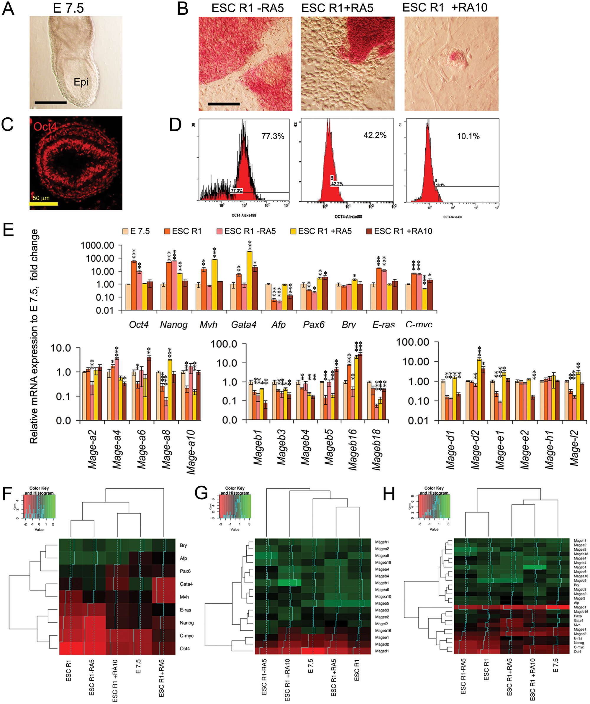 Comparative analysis of Mage family expression patterns in E7.5 mouse embryos and differentiating ESCs.