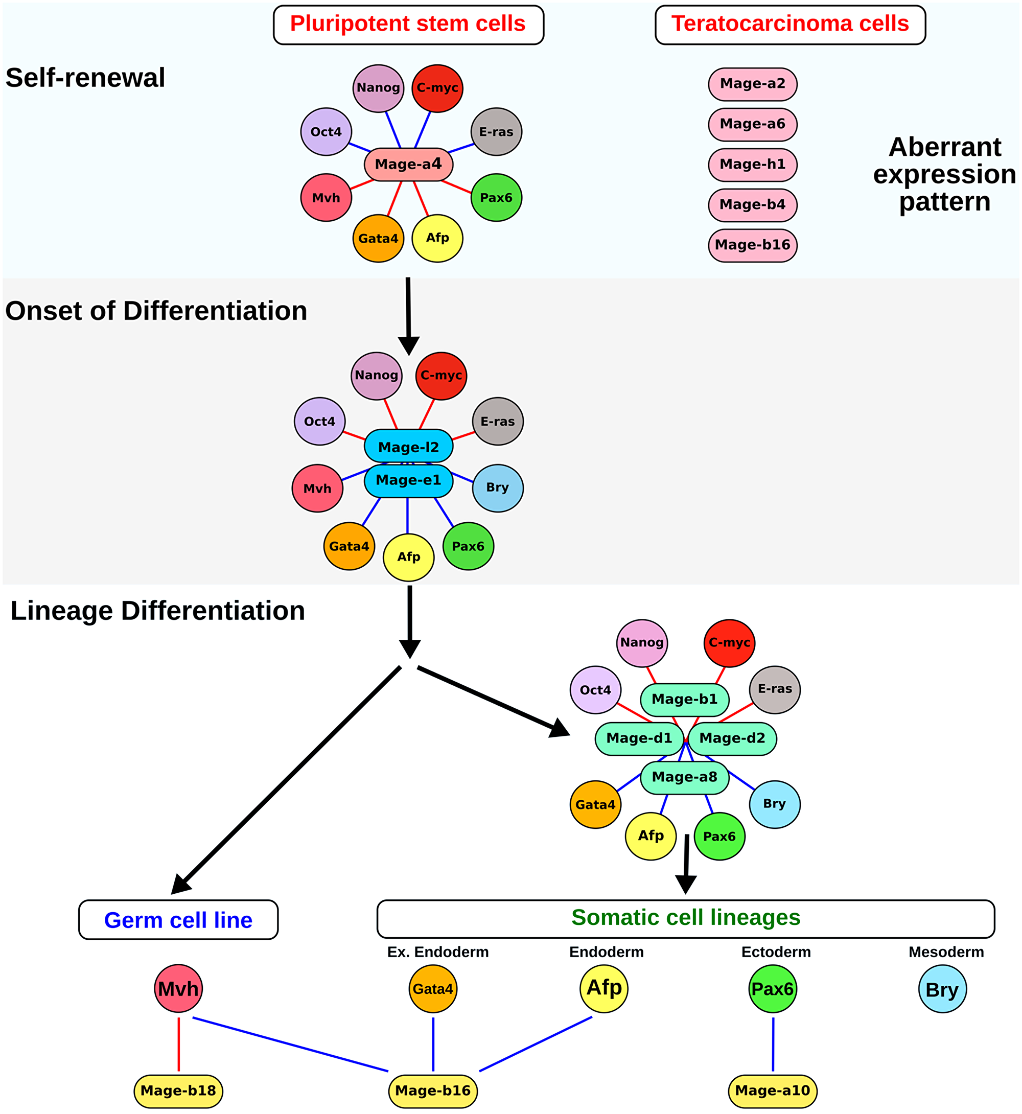 A model for Mage family involvement in the self-renewal and differentiation of pluripotent stem and teratocarcinoma cells.