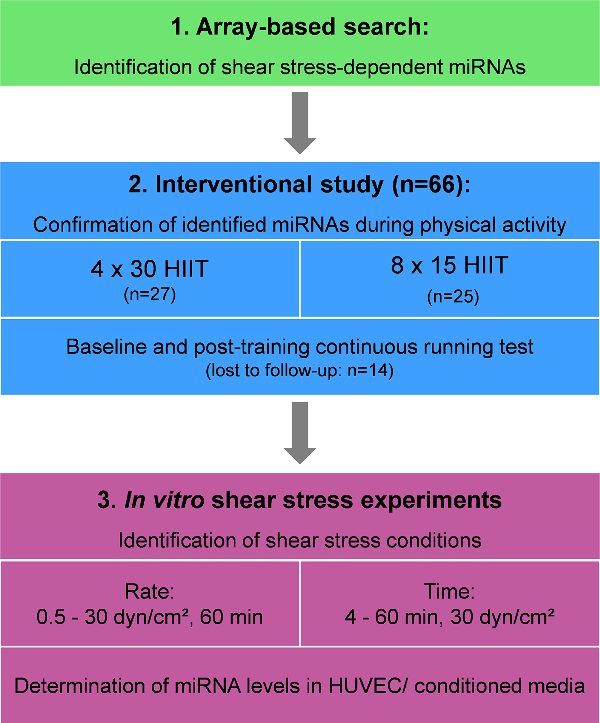 Overall study design HIIT, high-intensity interval training; HUVEC, human umbilical vein endothelial cells