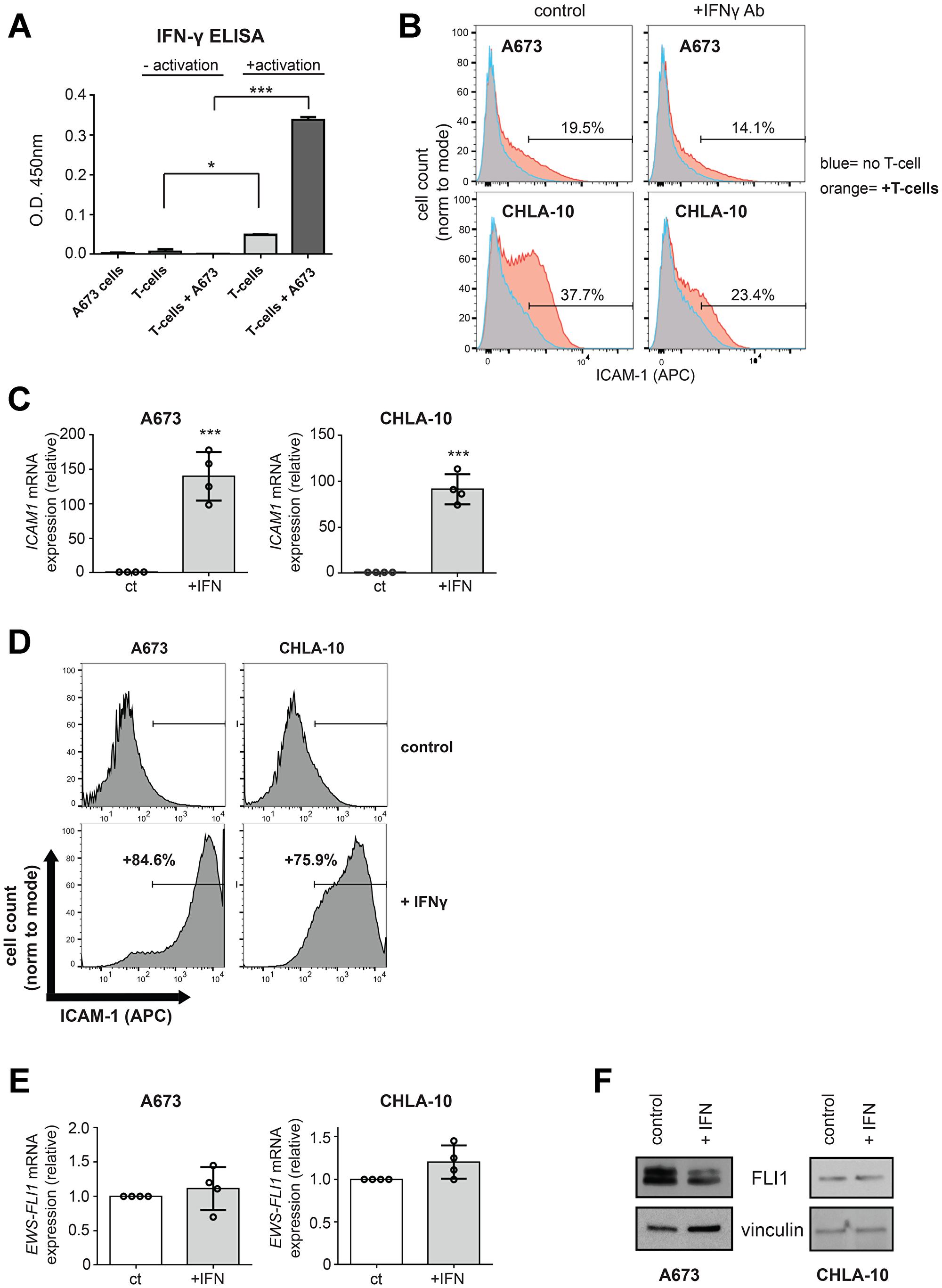 IFN-γ mediated increases in Ewing tumor cell ICAM-1 expression can occur in the absence of changes in EWS-FLI1 expression.