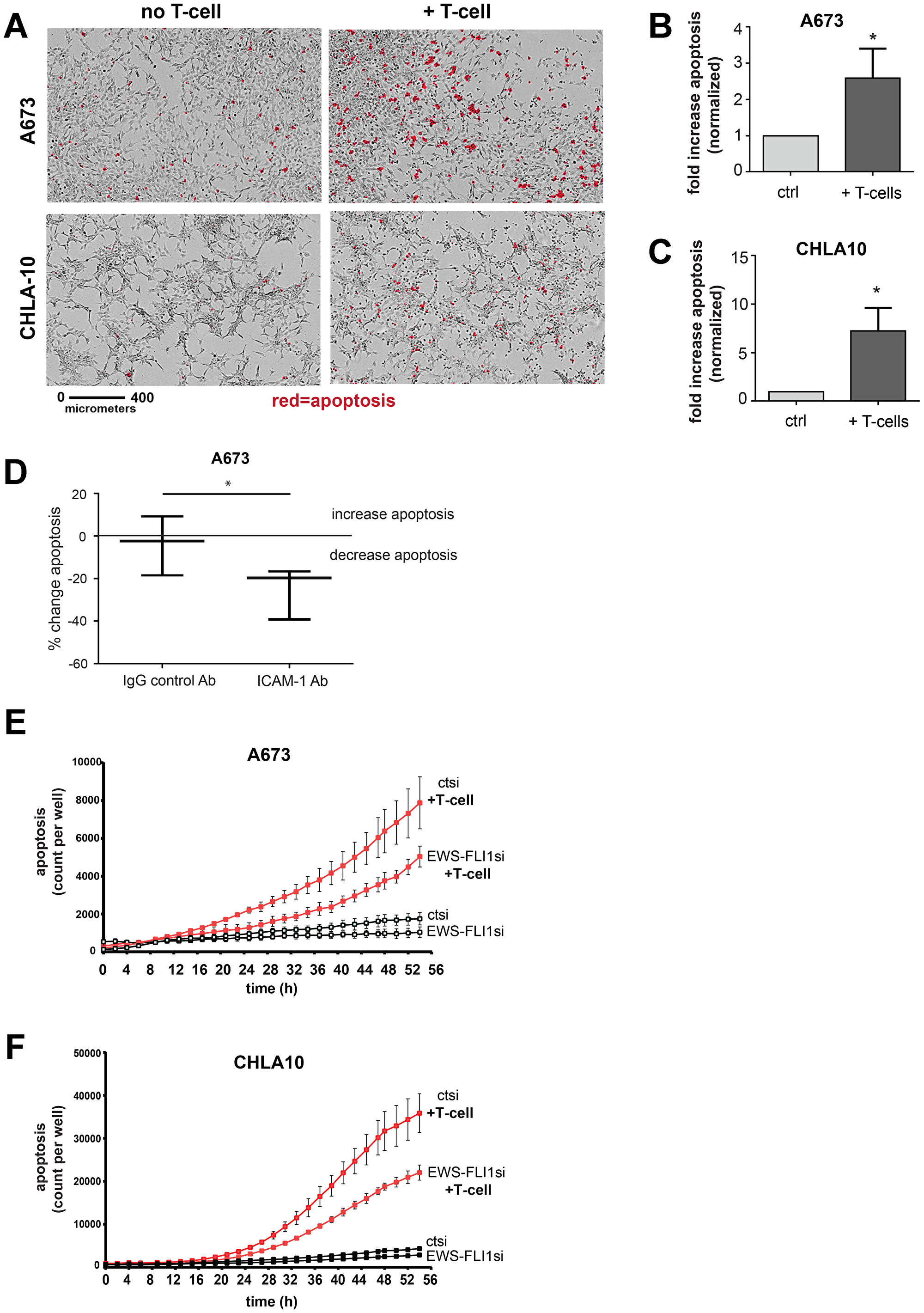 Ewing tumor cells with lower EWS-FLI1 level are more resistant to T-cell mediated apoptosis.