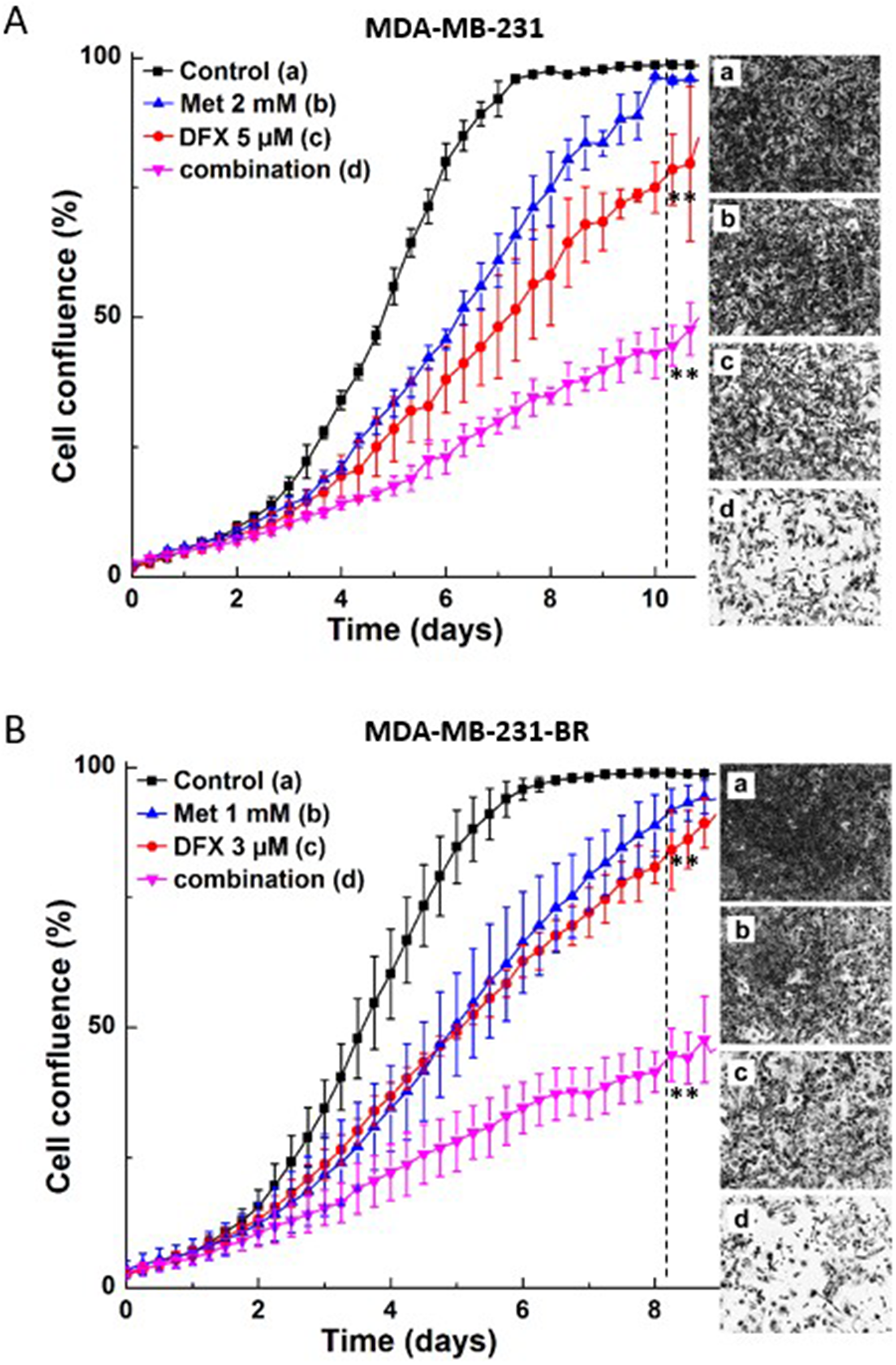 Effect of Met and iron chelator, DFX, on MDA-MB-231 and MDA-MB-231-BR cell proliferation.